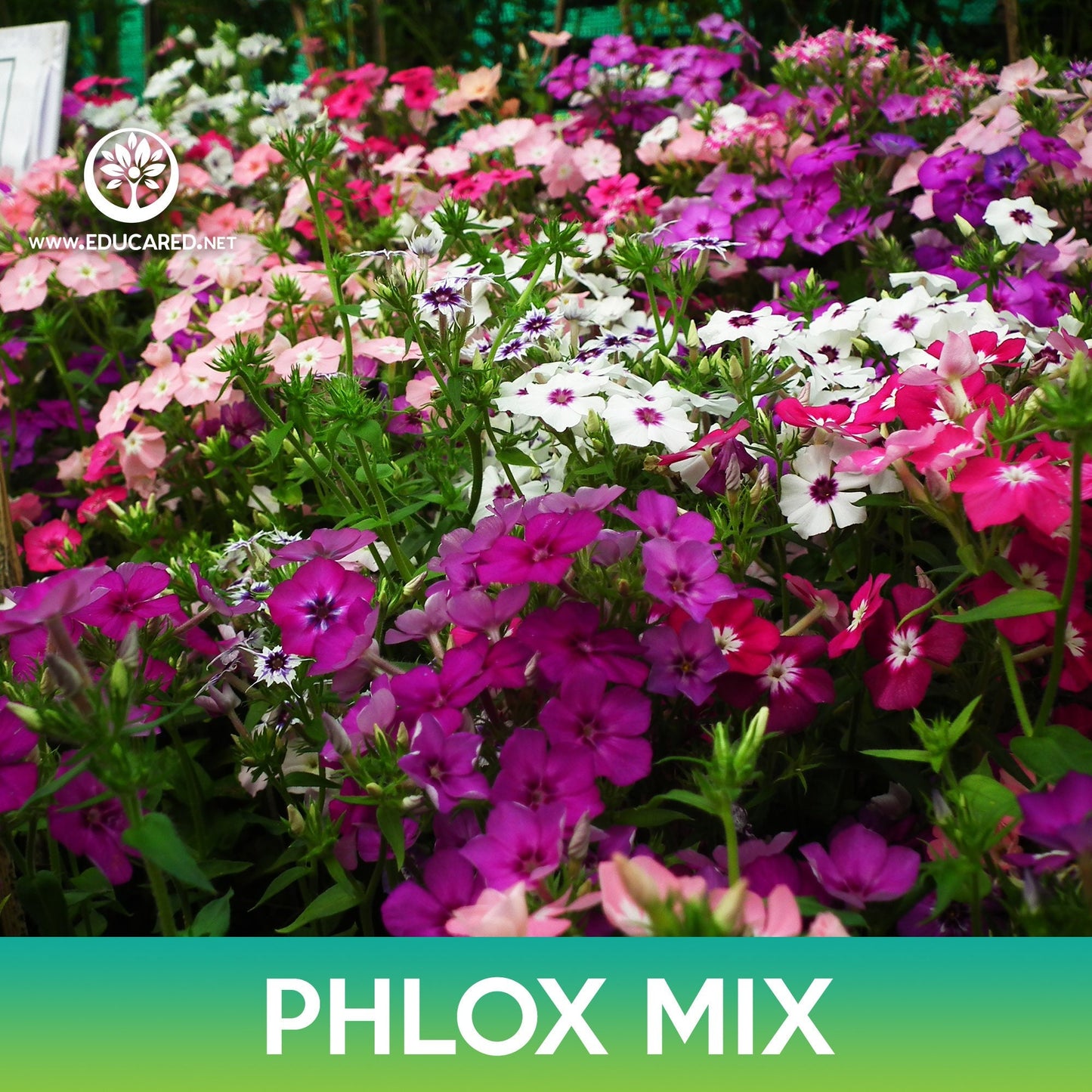 Phlox Flower Mix Seeds, Phlox drummondii