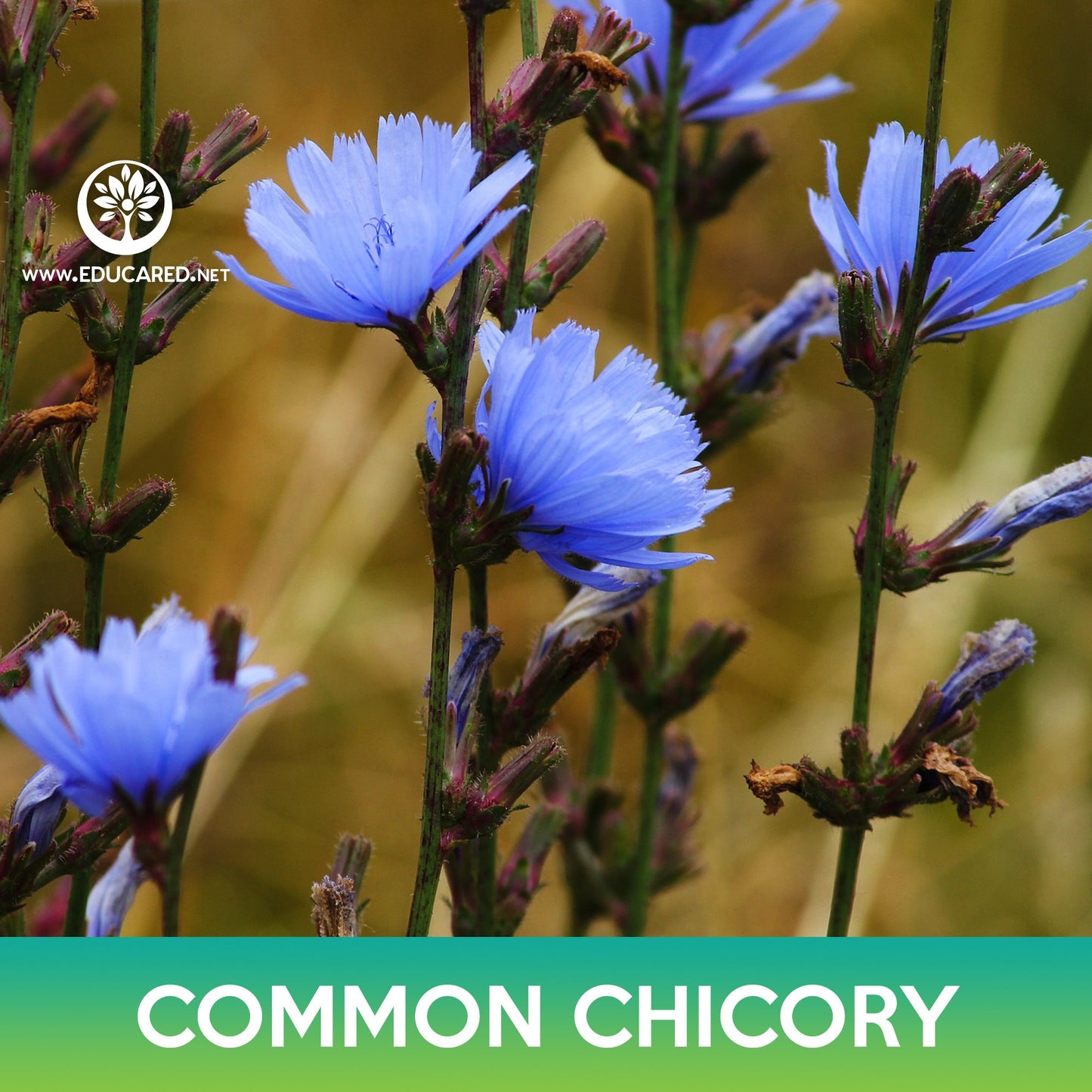 Common Chicory Seeds