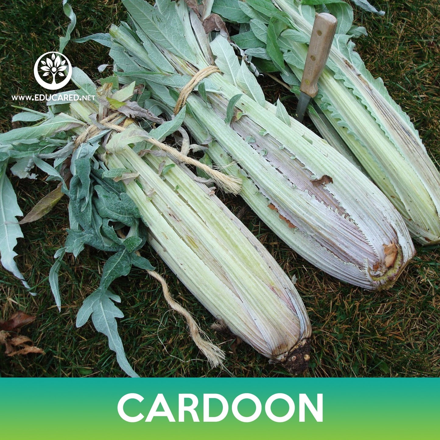 Cardoon Seeds