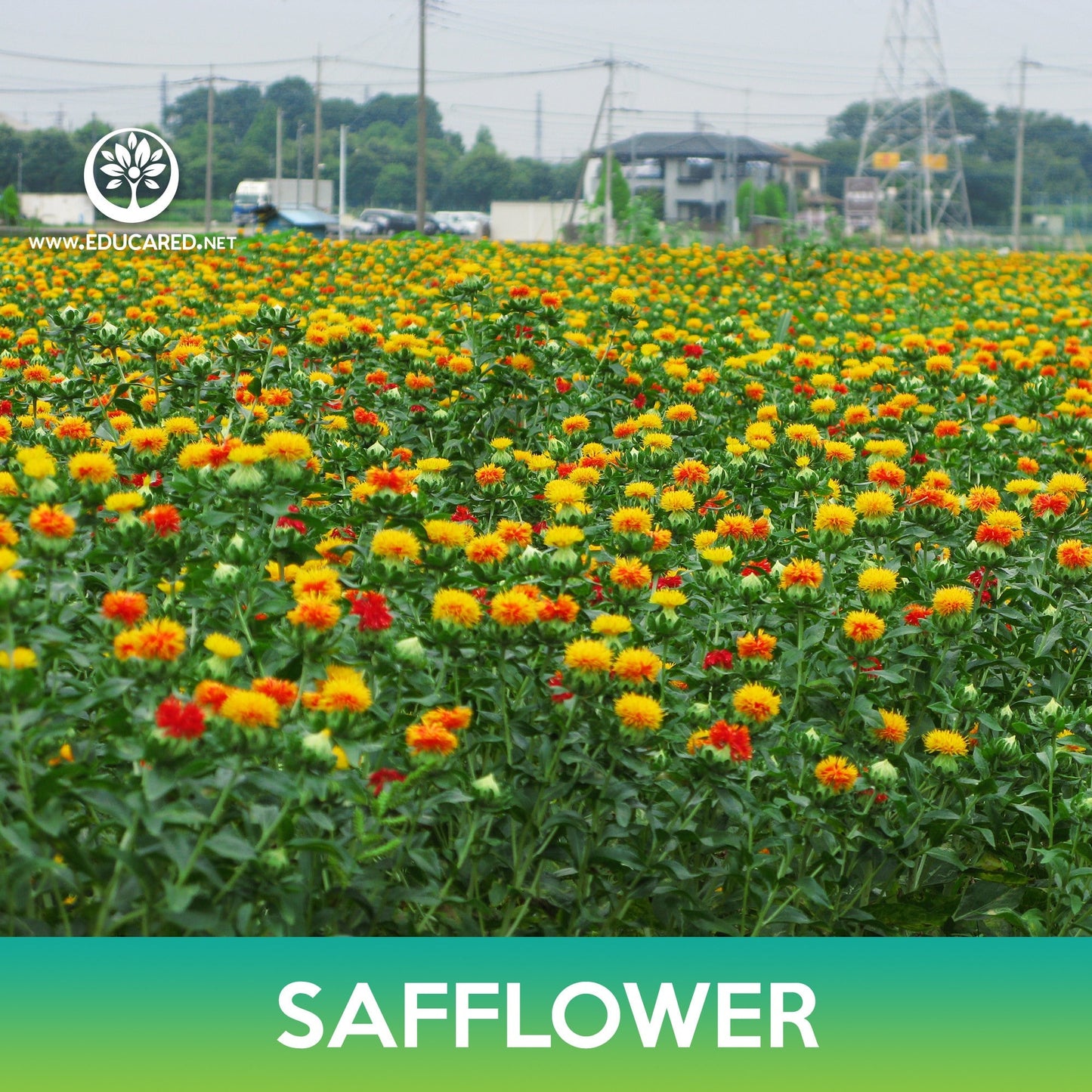 Safflower Seeds, Zanzibar