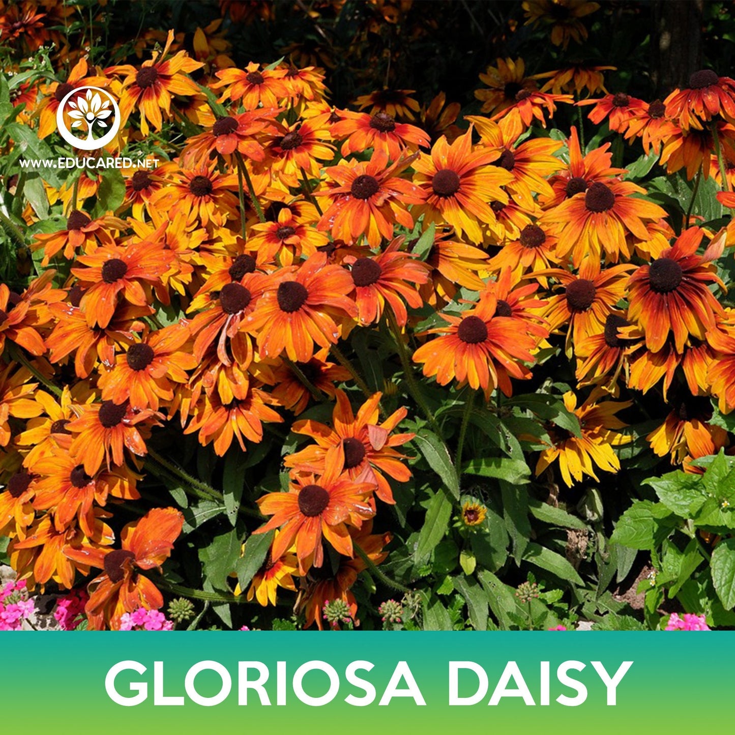 Gloriosa Daisy Seeds