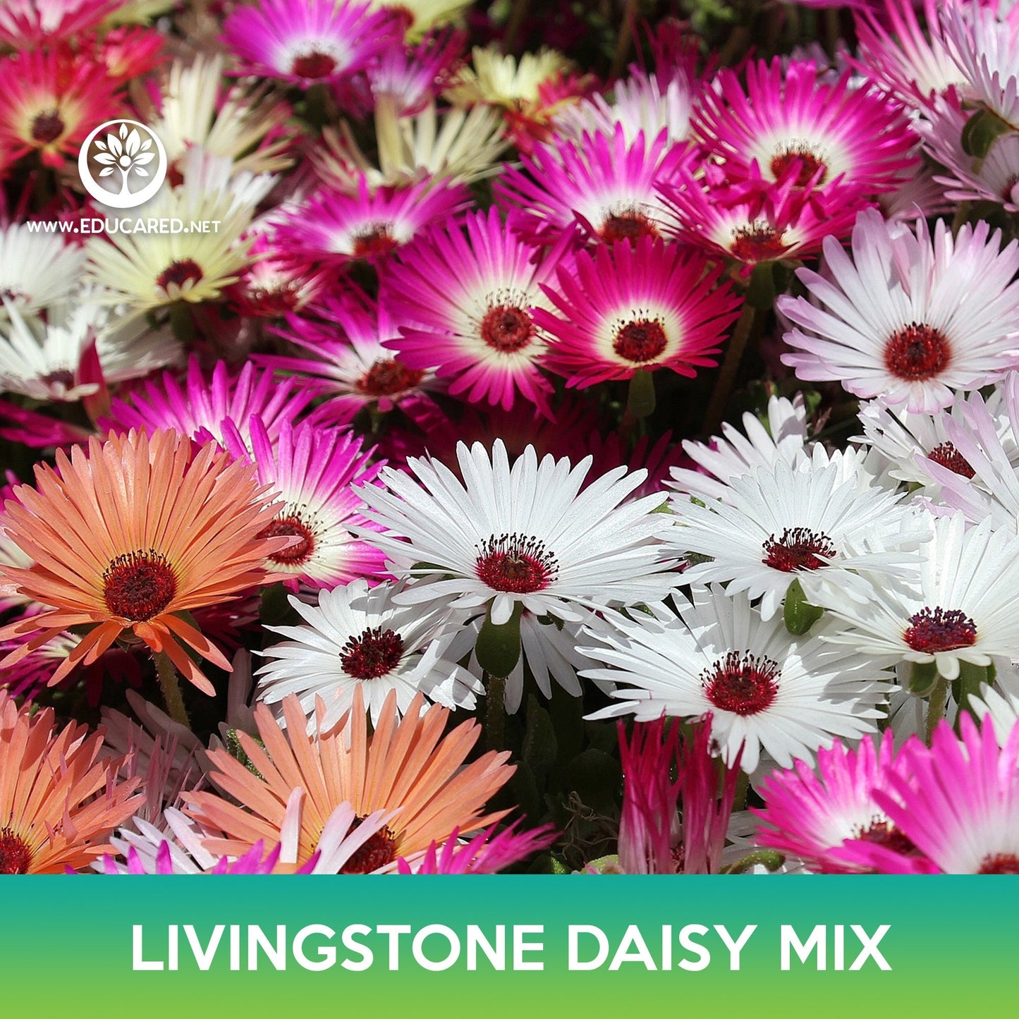 Livingstone Daisy Succulent Mix, Mesembryanthemum criniflorum