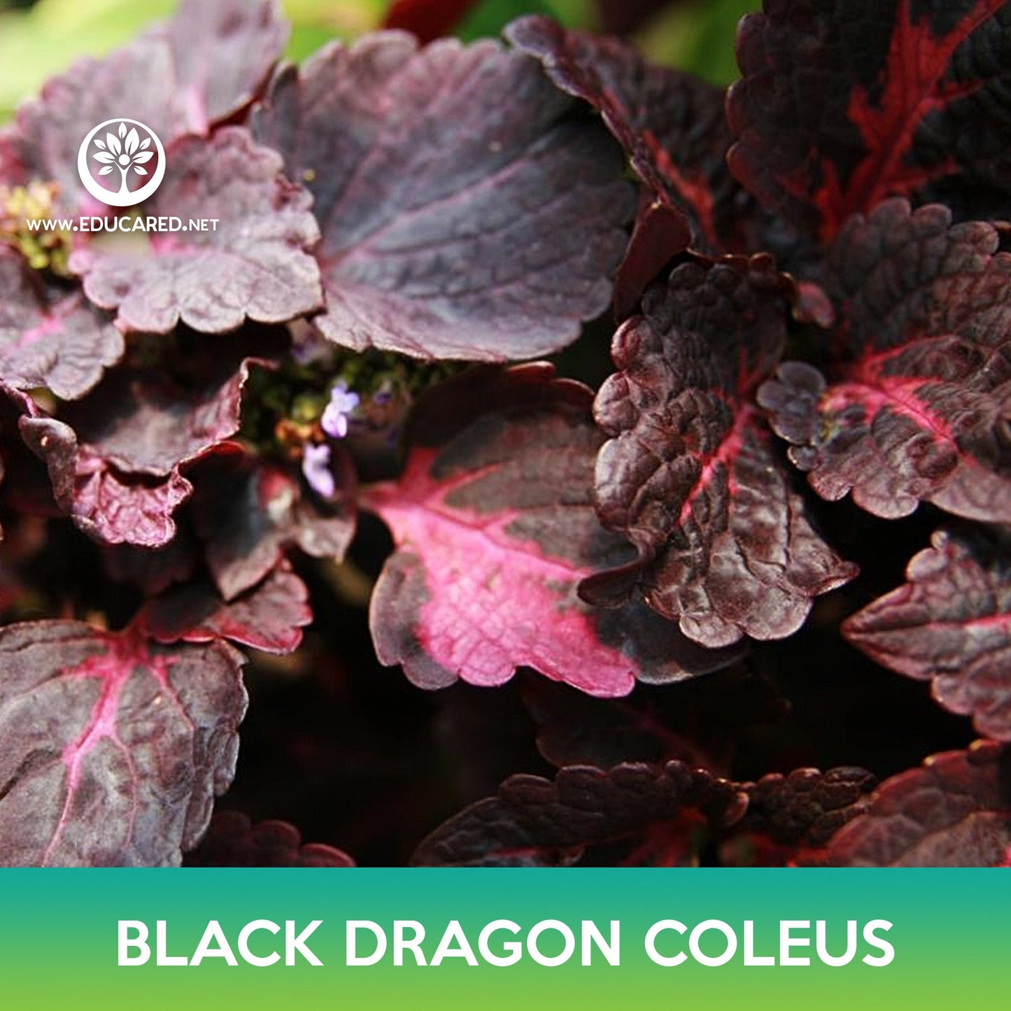 Black Dragon Coleus Seeds