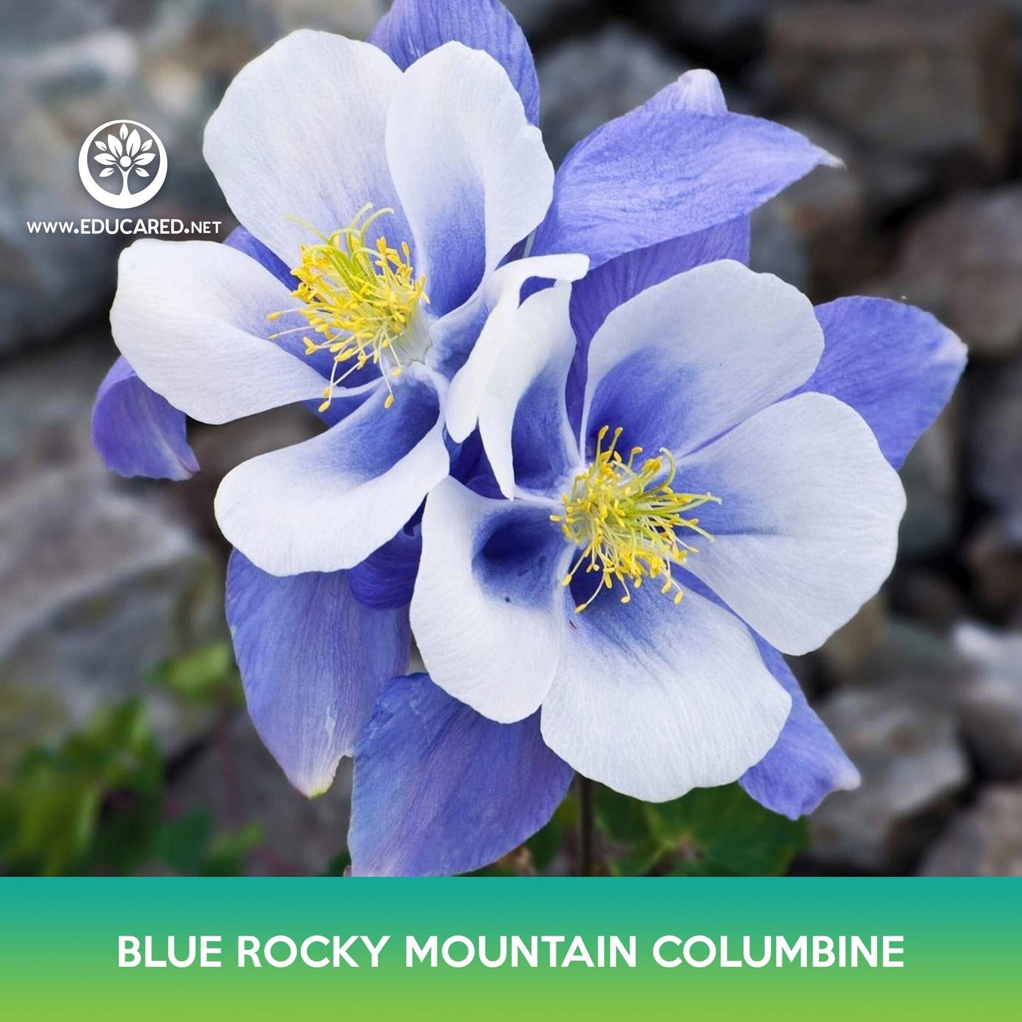 Blue Rocky Mountain Columbine Flower Seeds