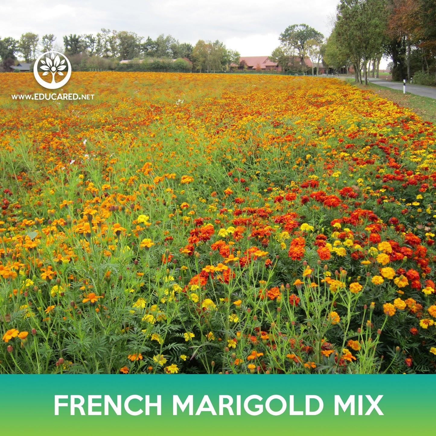 French Marigold Flower Mix Seeds