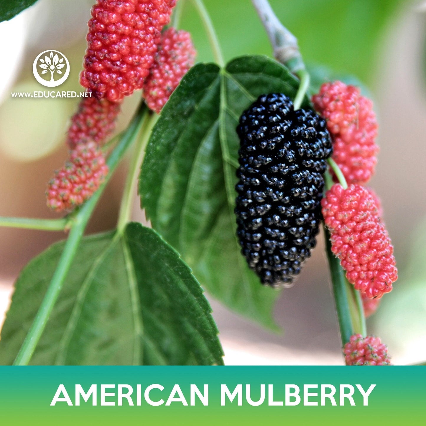 American Mulberry Seeds, Red Mulberry