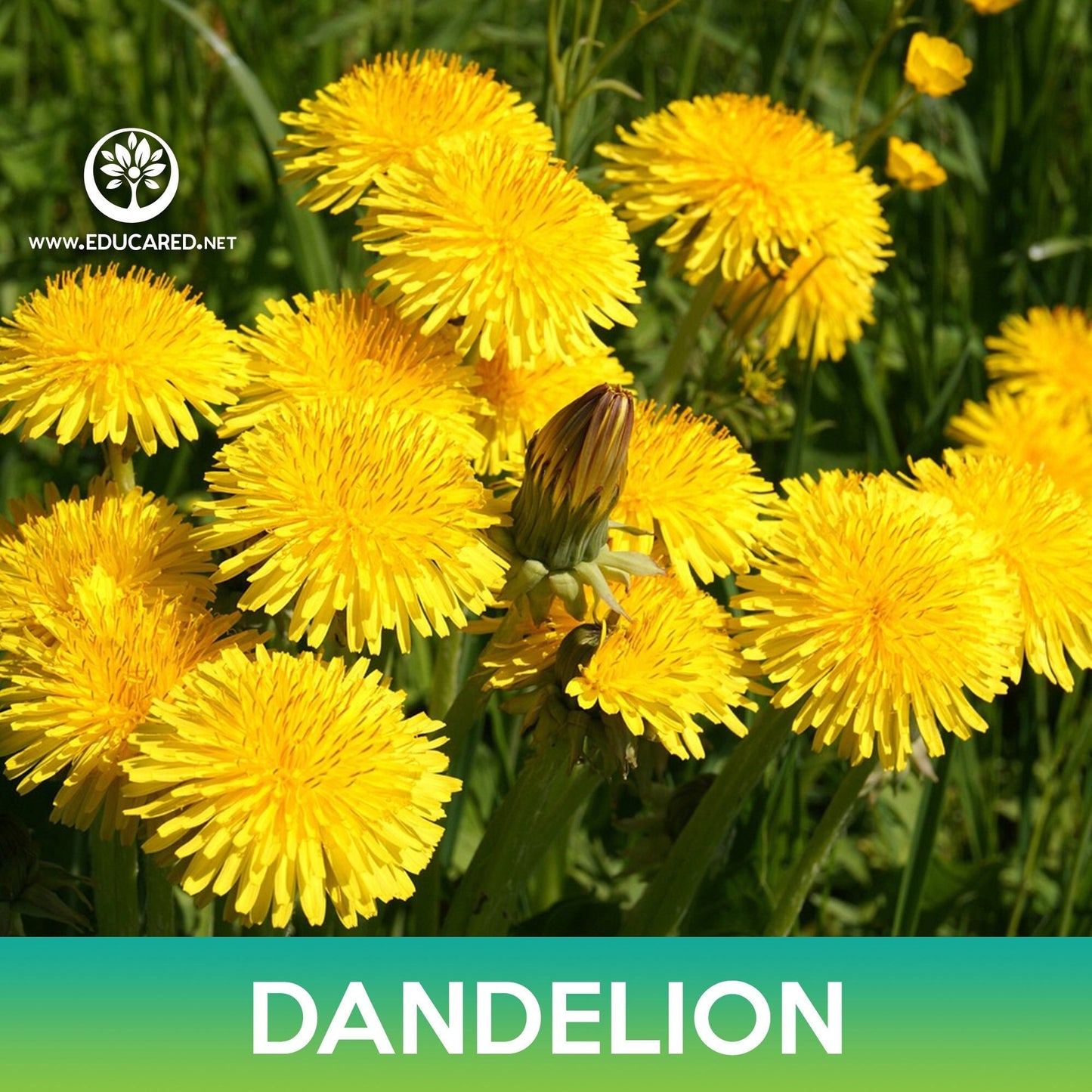 Dandelion Seeds
