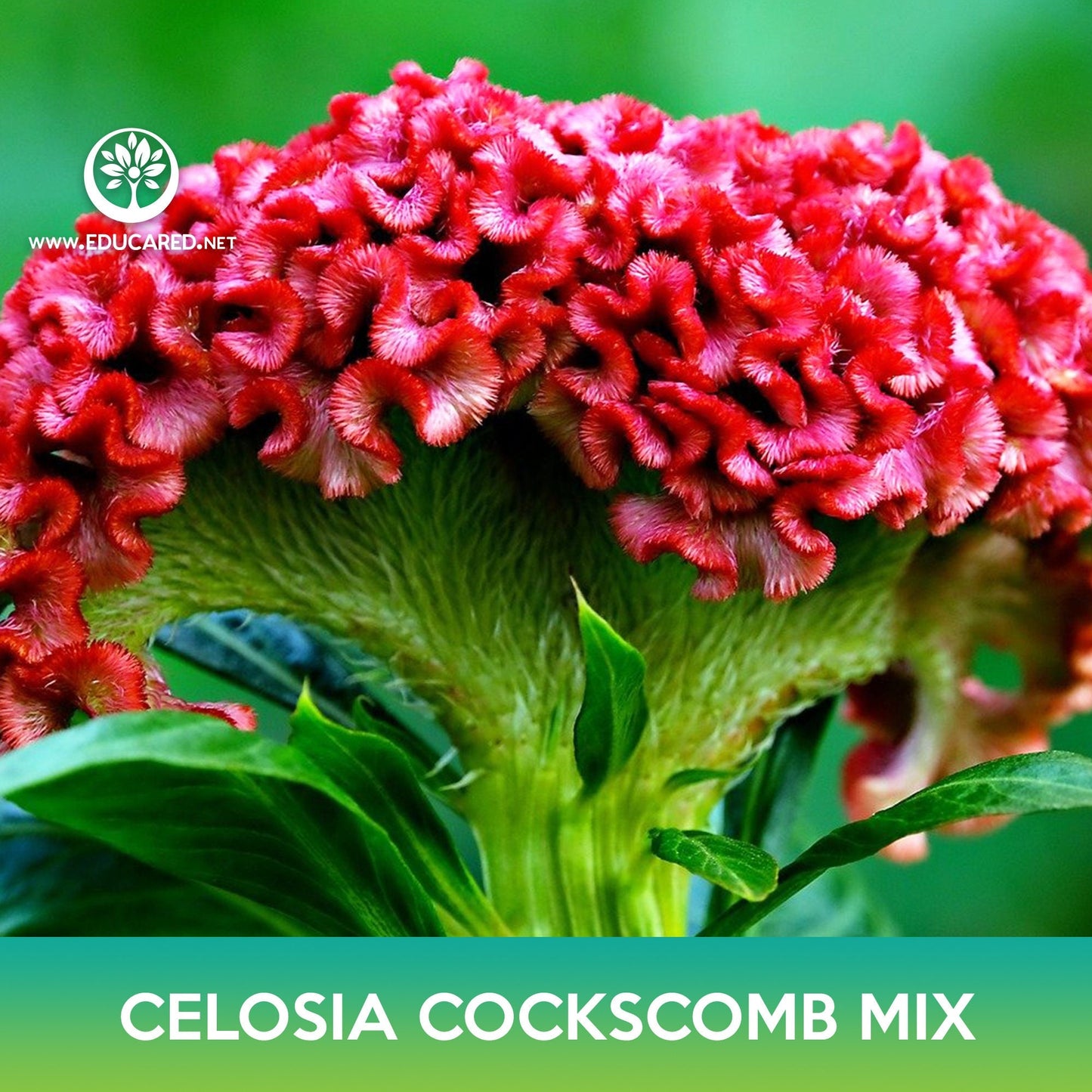 Celosia Cockscomb Flower Mix Seeds