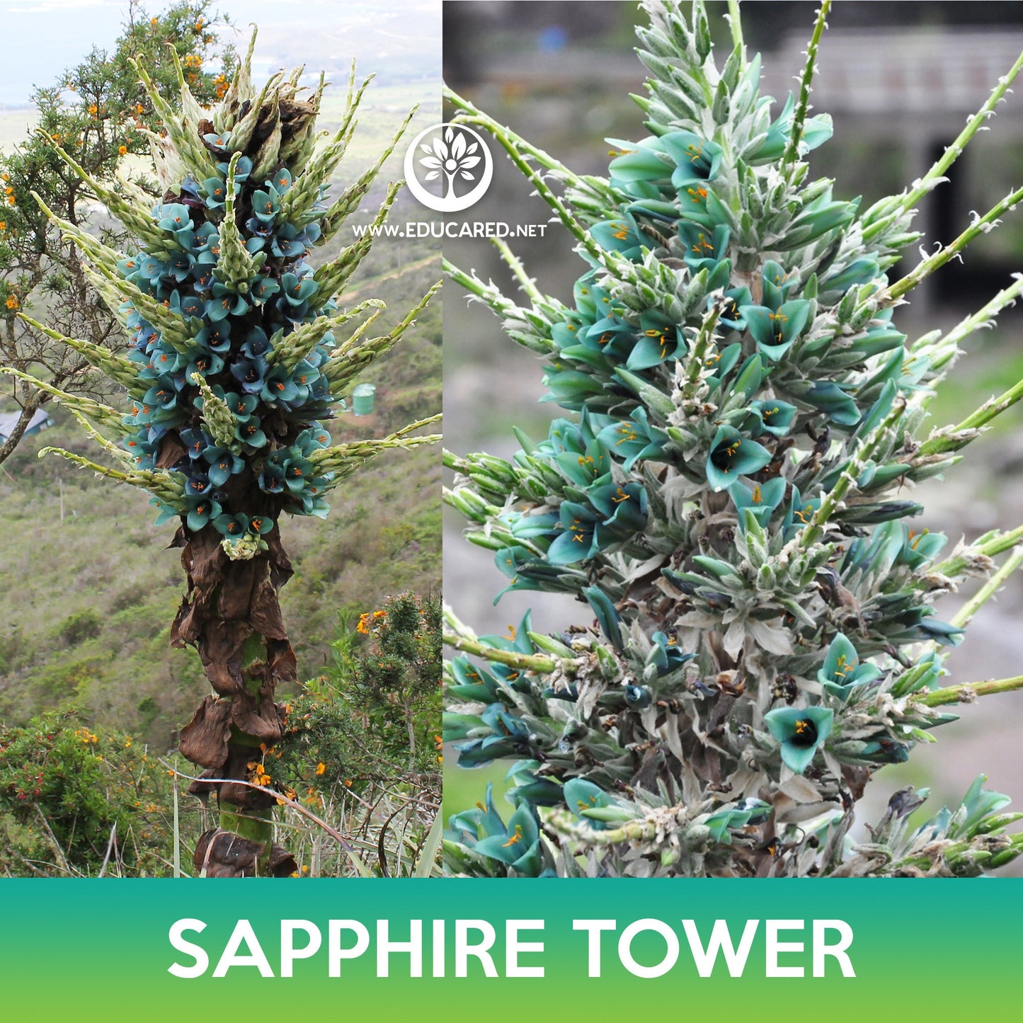 Puya Sapphire Tower Succulent Seeds, Puya alpestris, Mountain Puya