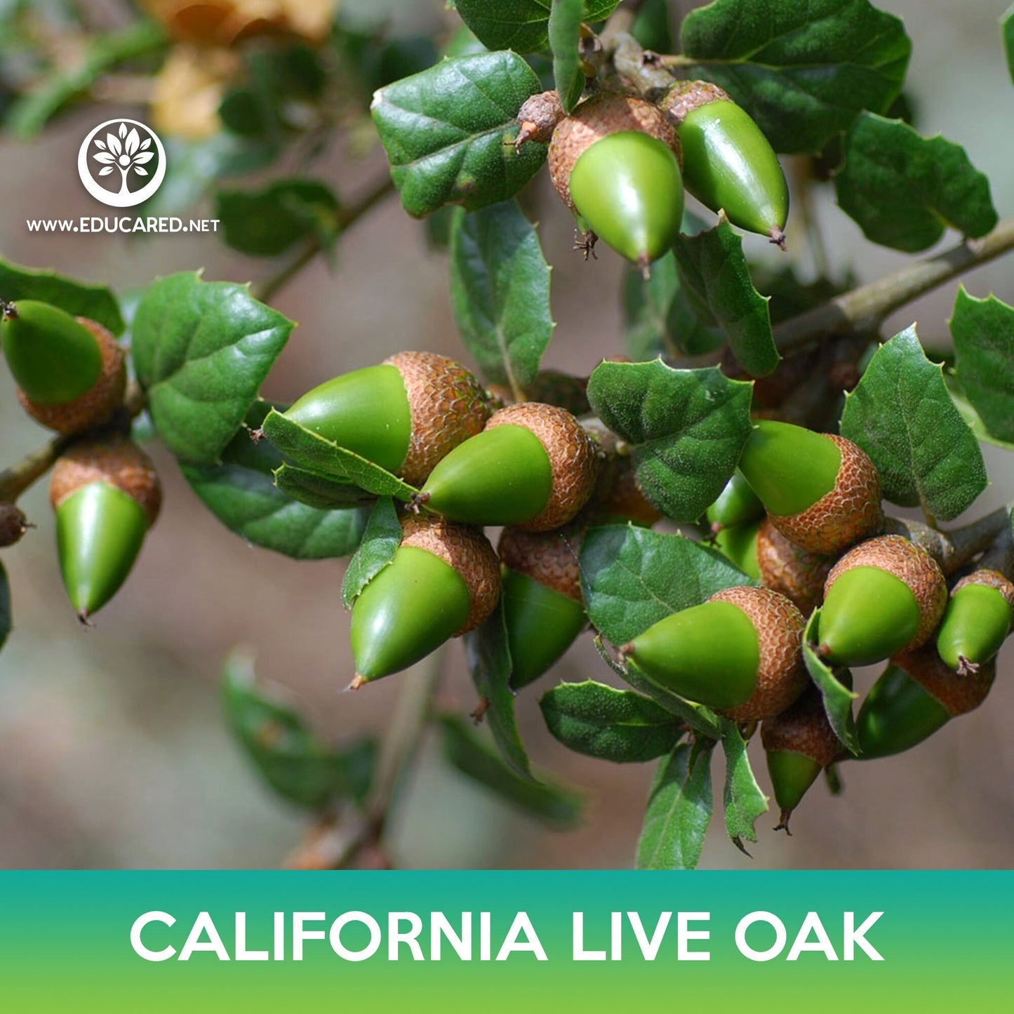 California live oak Seeds, Coast live oak