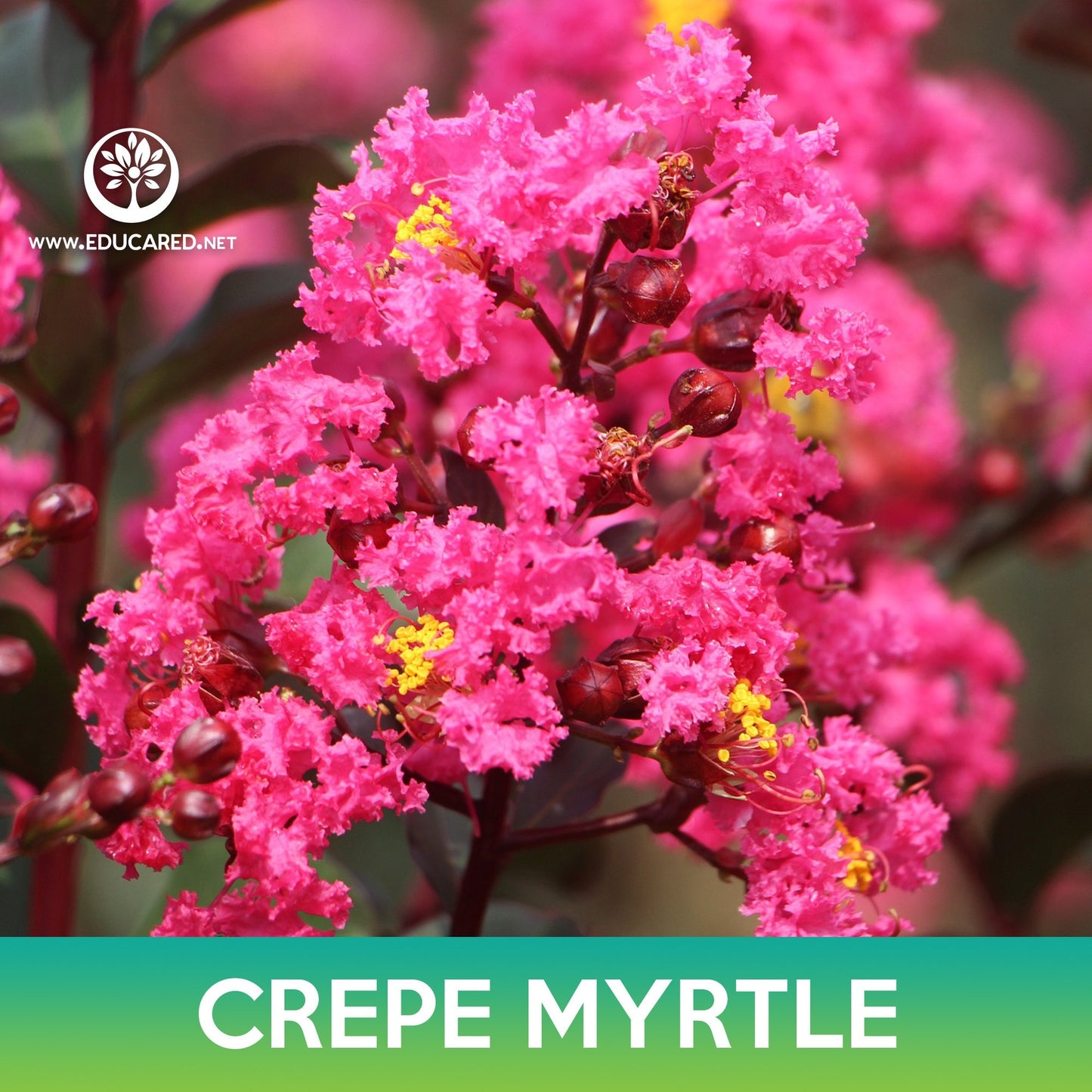 Crepe Myrtle Tree Seeds