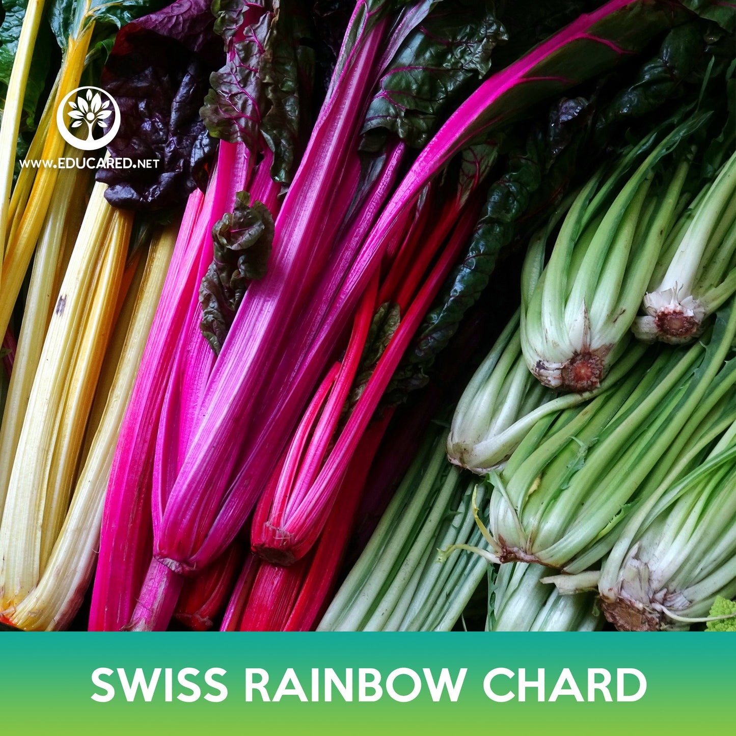 Swiss Rainbow Chard Seeds