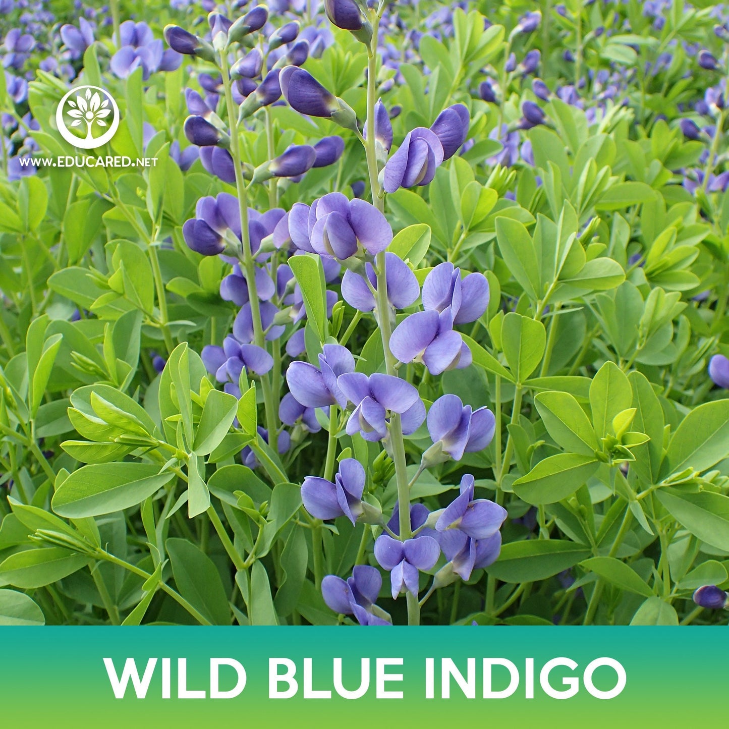 Wild Blue Indigo Flower Seeds, Blue False Indigo