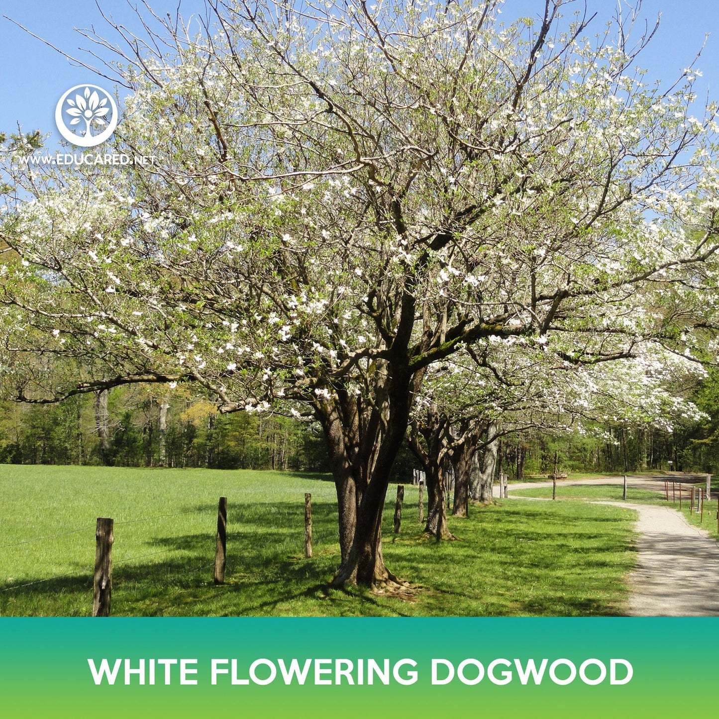 White Flowering Dogwood Seeds, Cornus florida