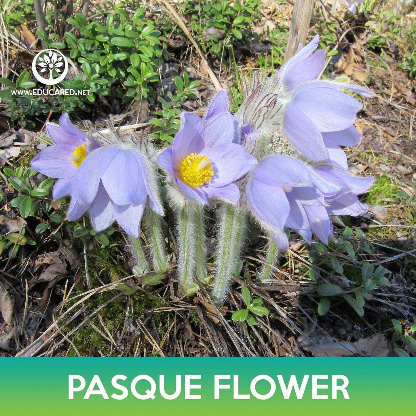 Pasque Flower Seeds, May Day Flower