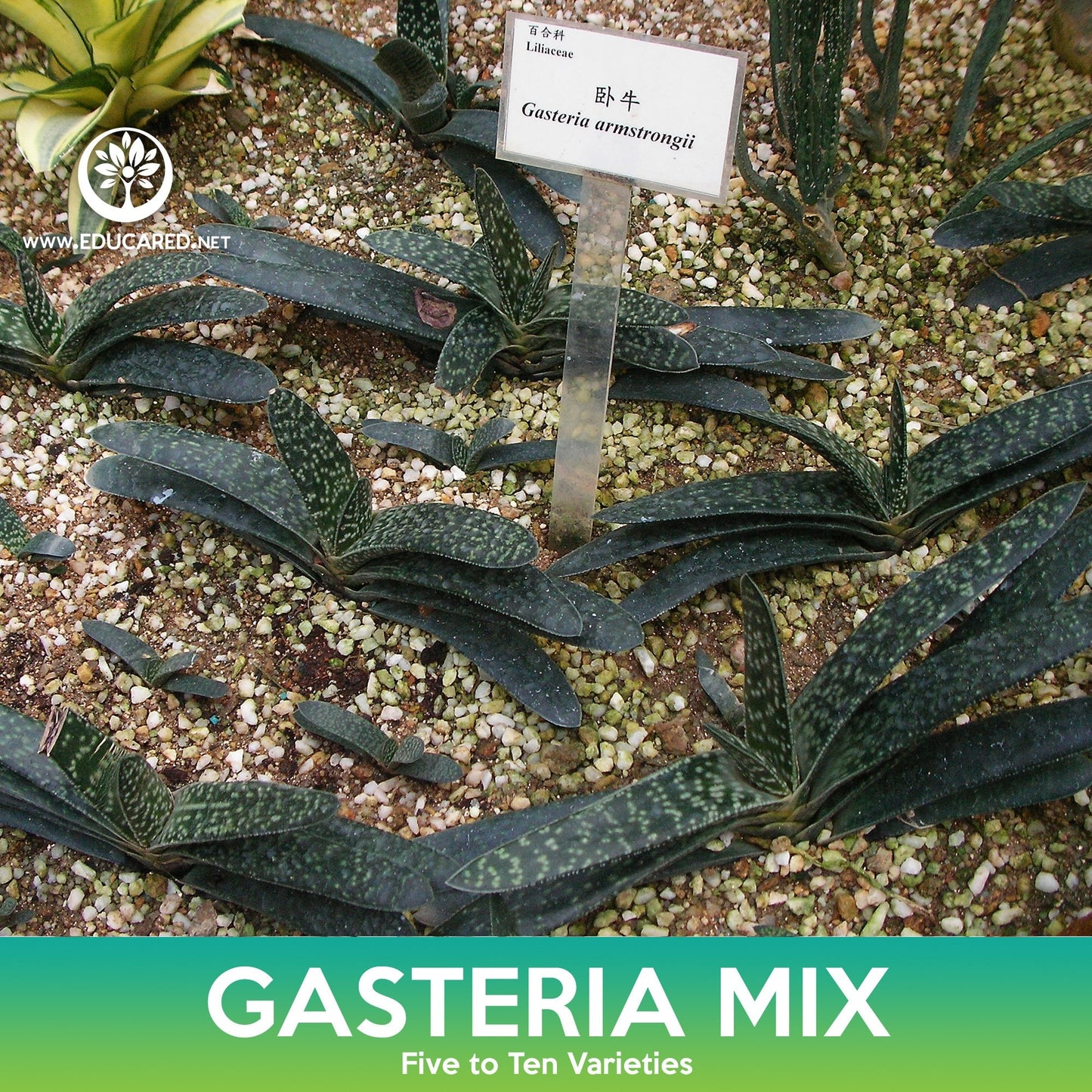 Gasteria Succulent Mix Seeds