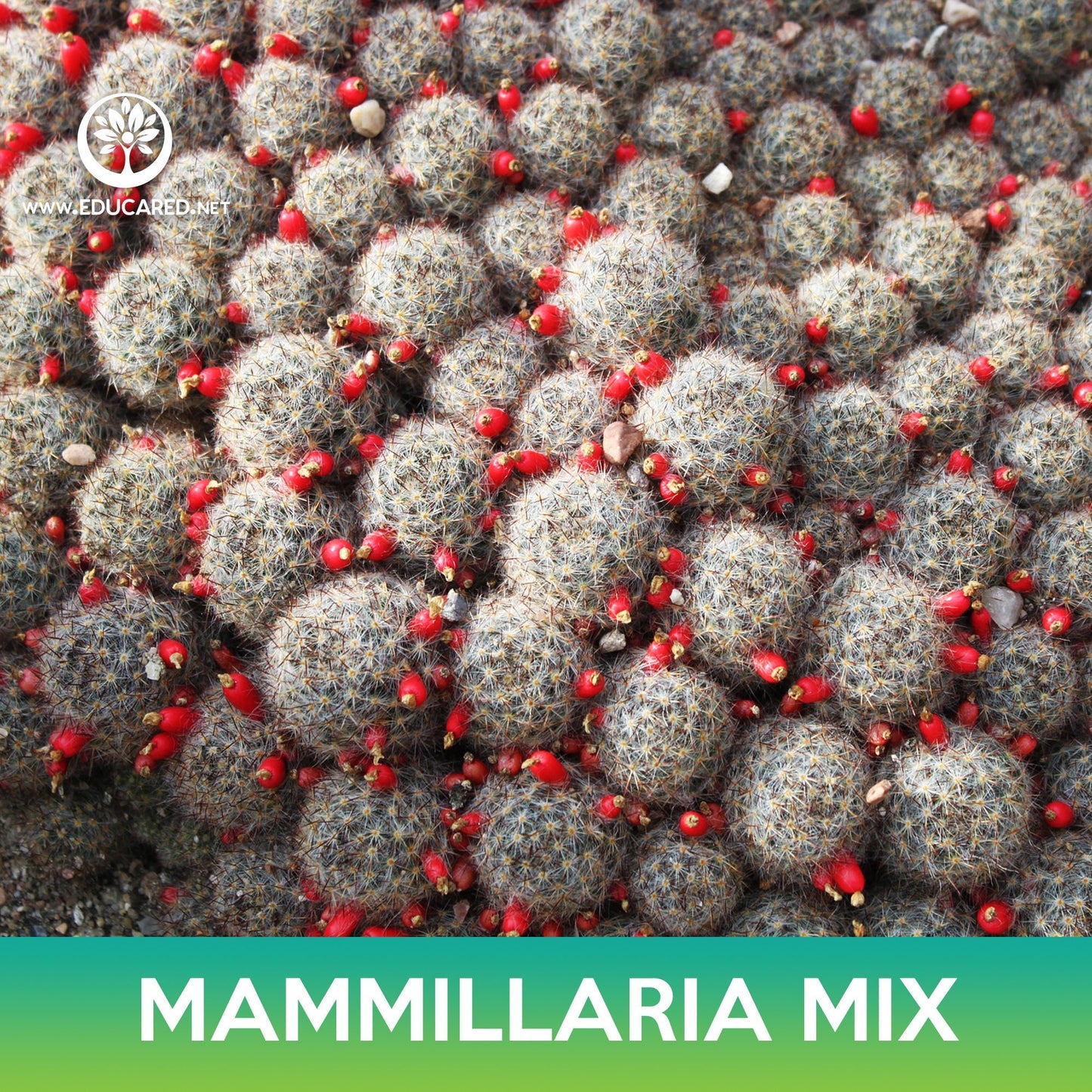 Mammillaria Cactus Mix Seeds