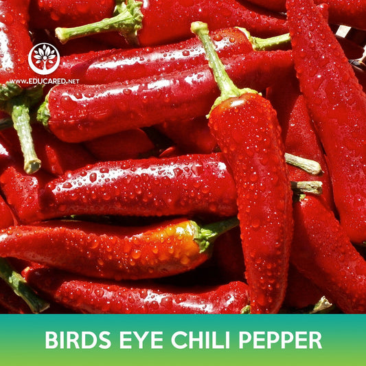 Birds Eye Chili Pepper Seeds, Thai Chili Pepper