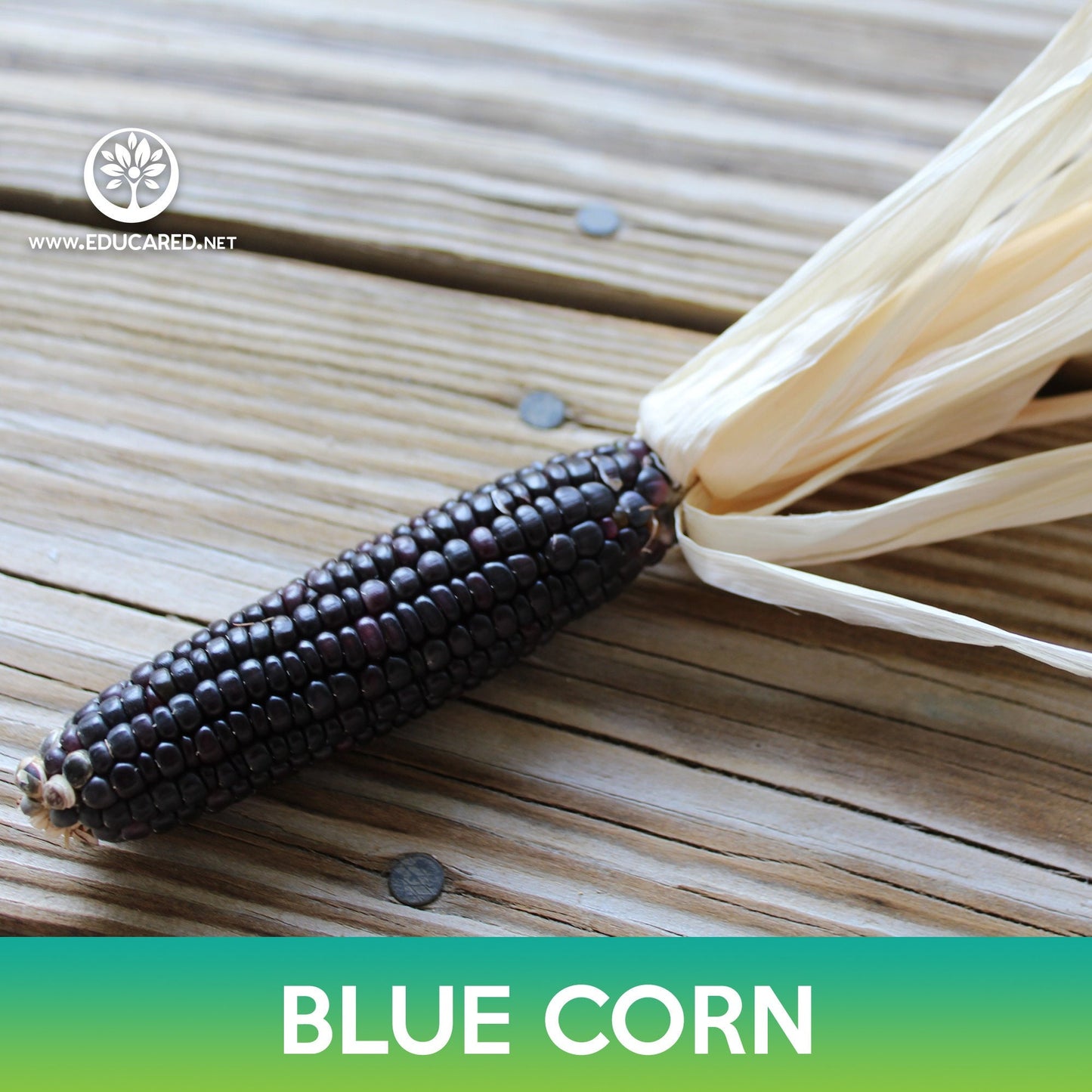 Blue Corn Seeds, Zea mays