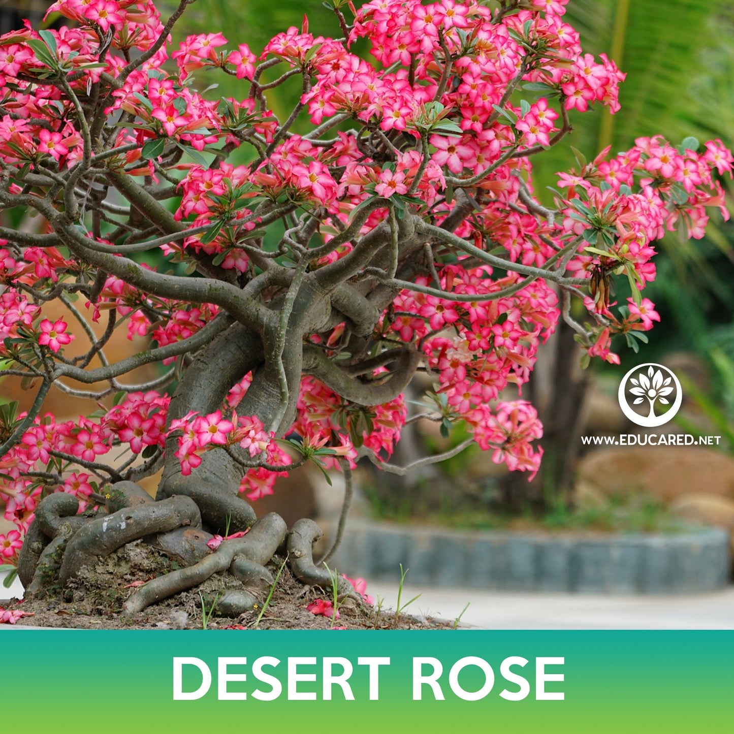 Desert Rose Succulent Tree Seeds