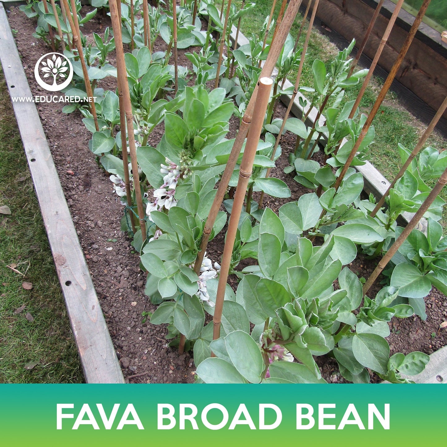 Fava Broad Bean Seeds, Vicia faba