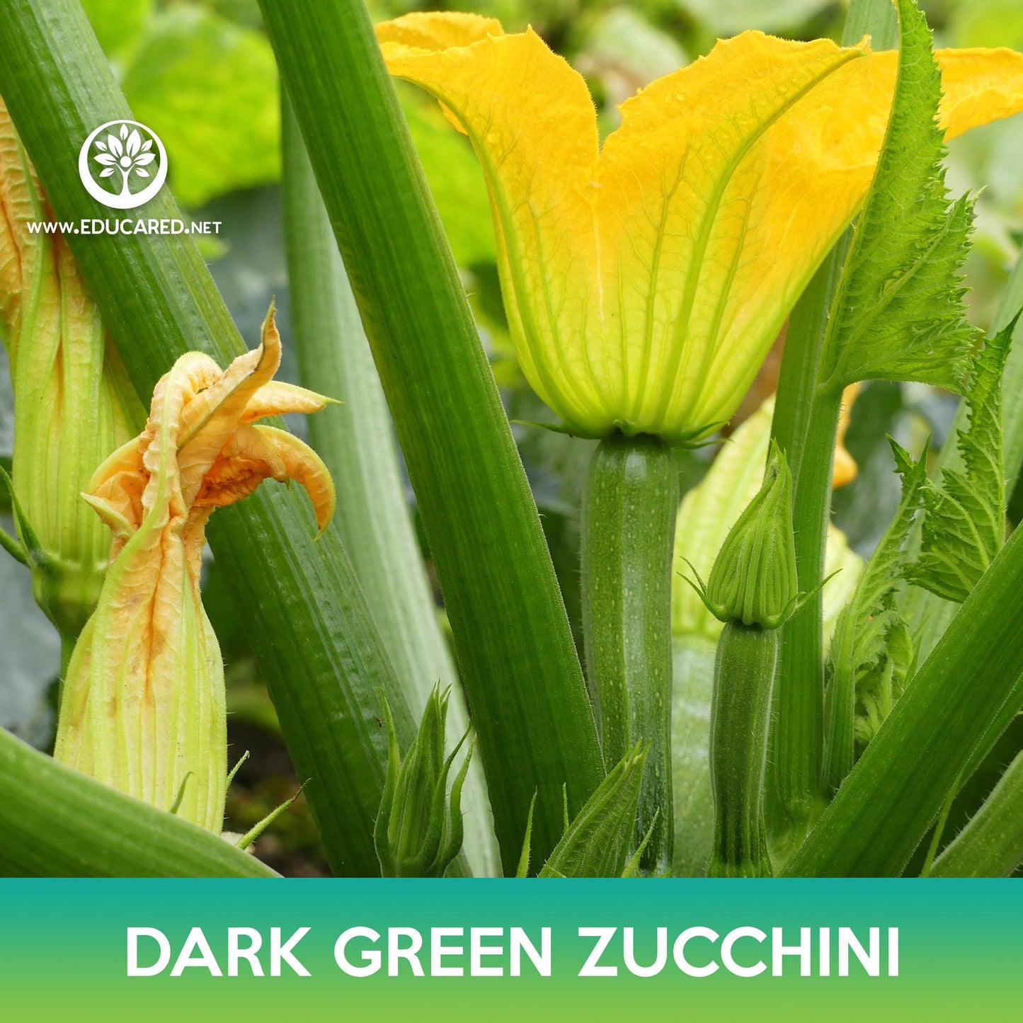 Dark Green Zucchini Seeds