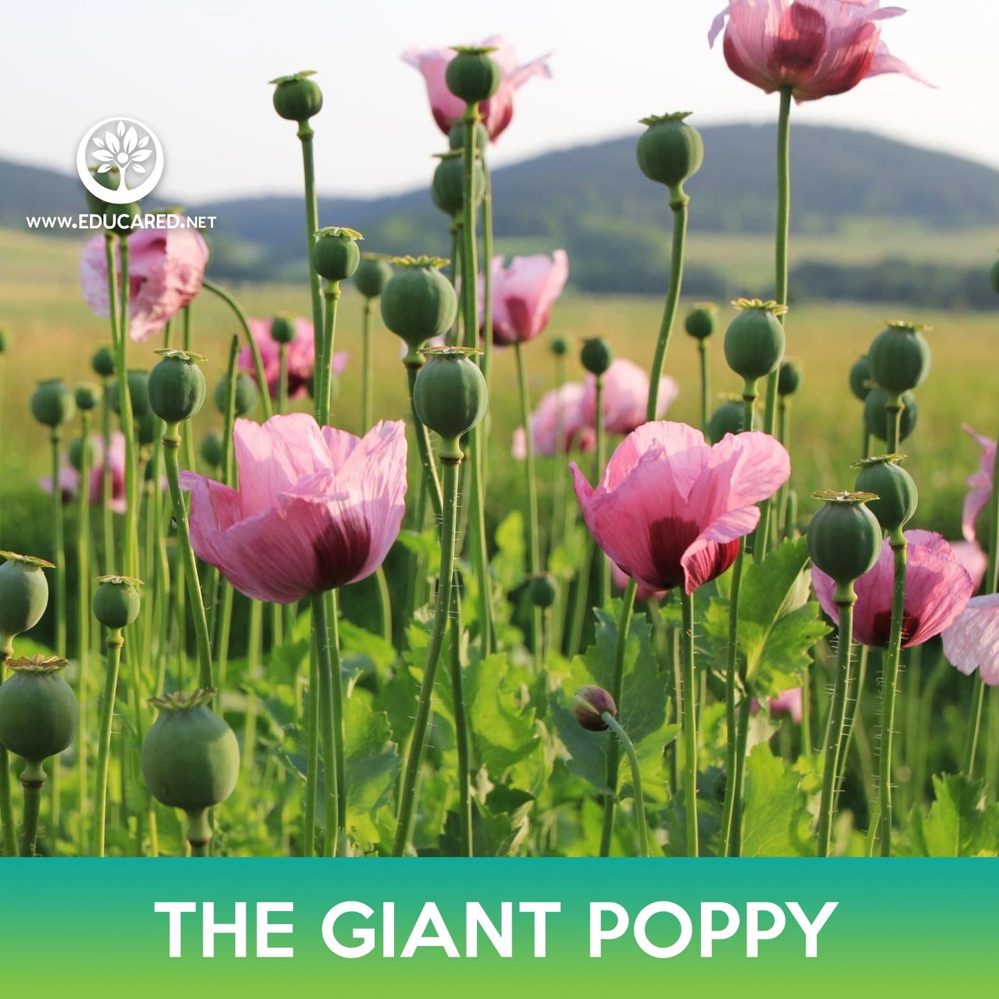 The Giant Poppy Flower Seeds