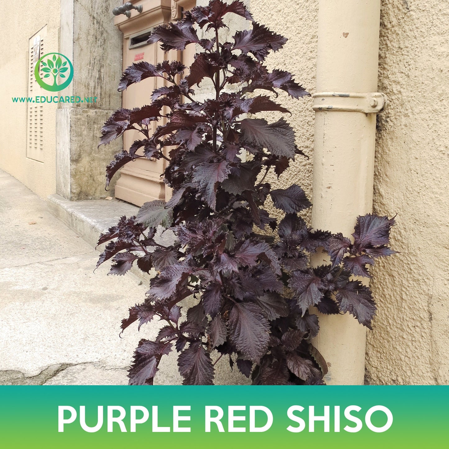 Purple Red Shiso Seeds