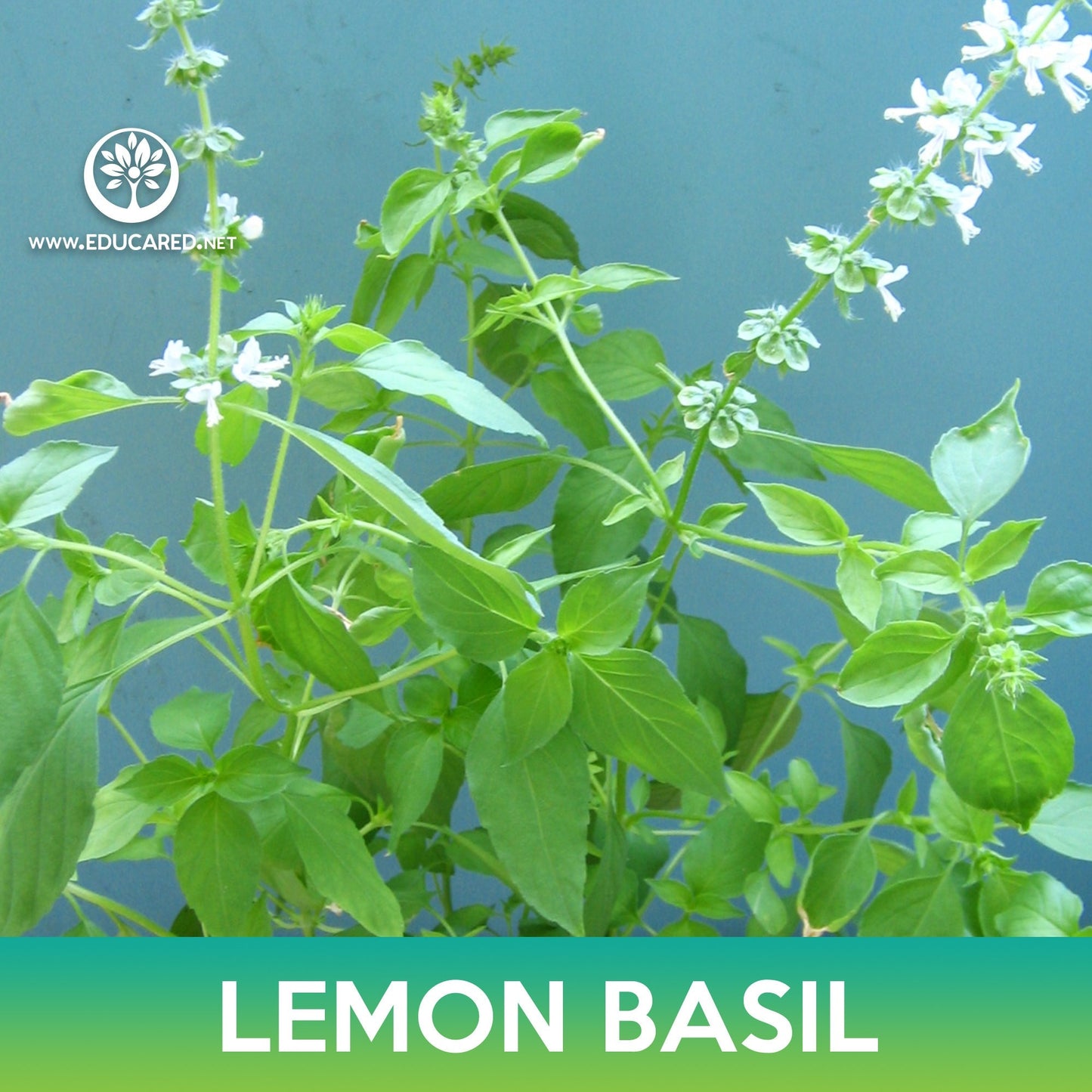 Lemon Basil Seeds