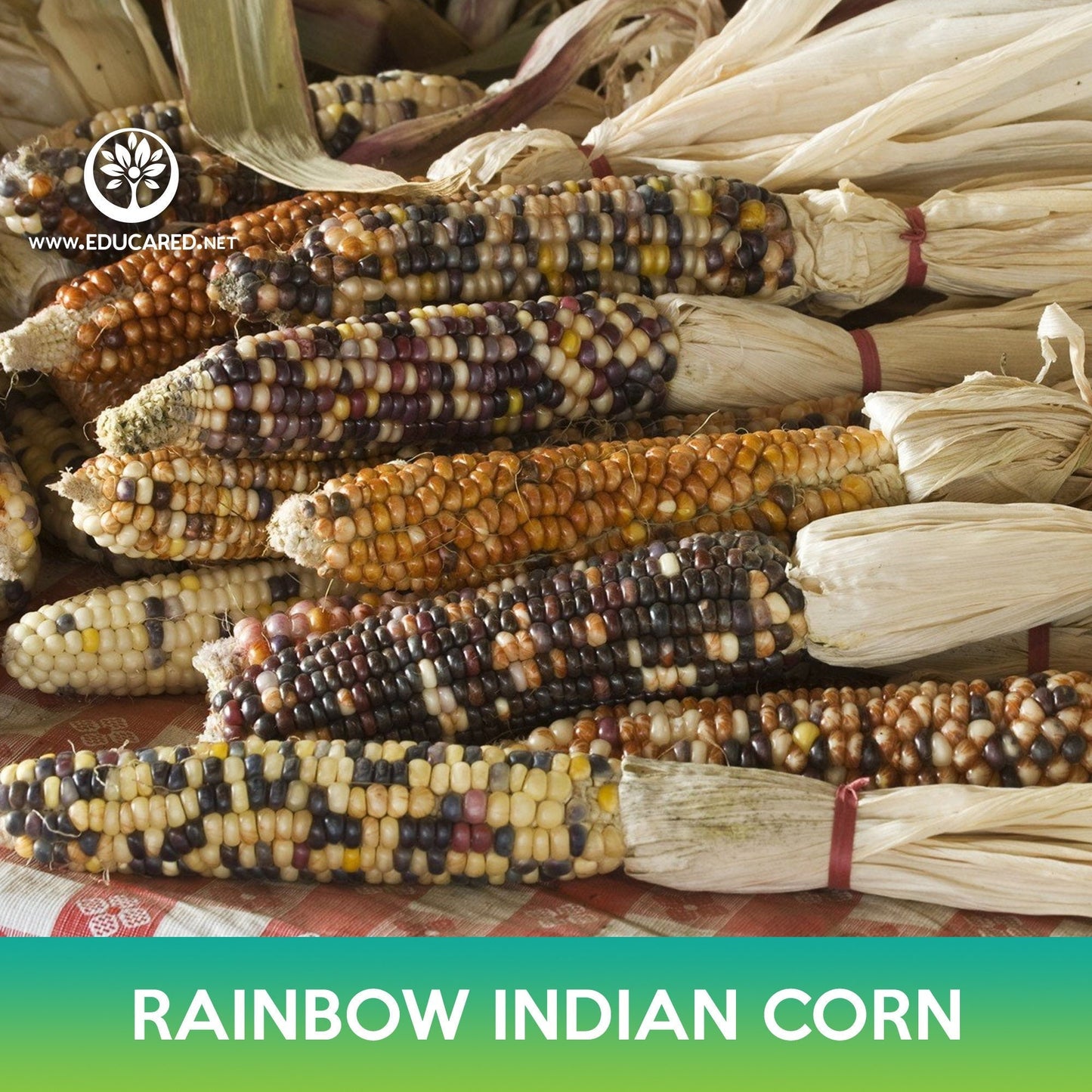 Rainbow Indian Corn Seeds, Flint Corn