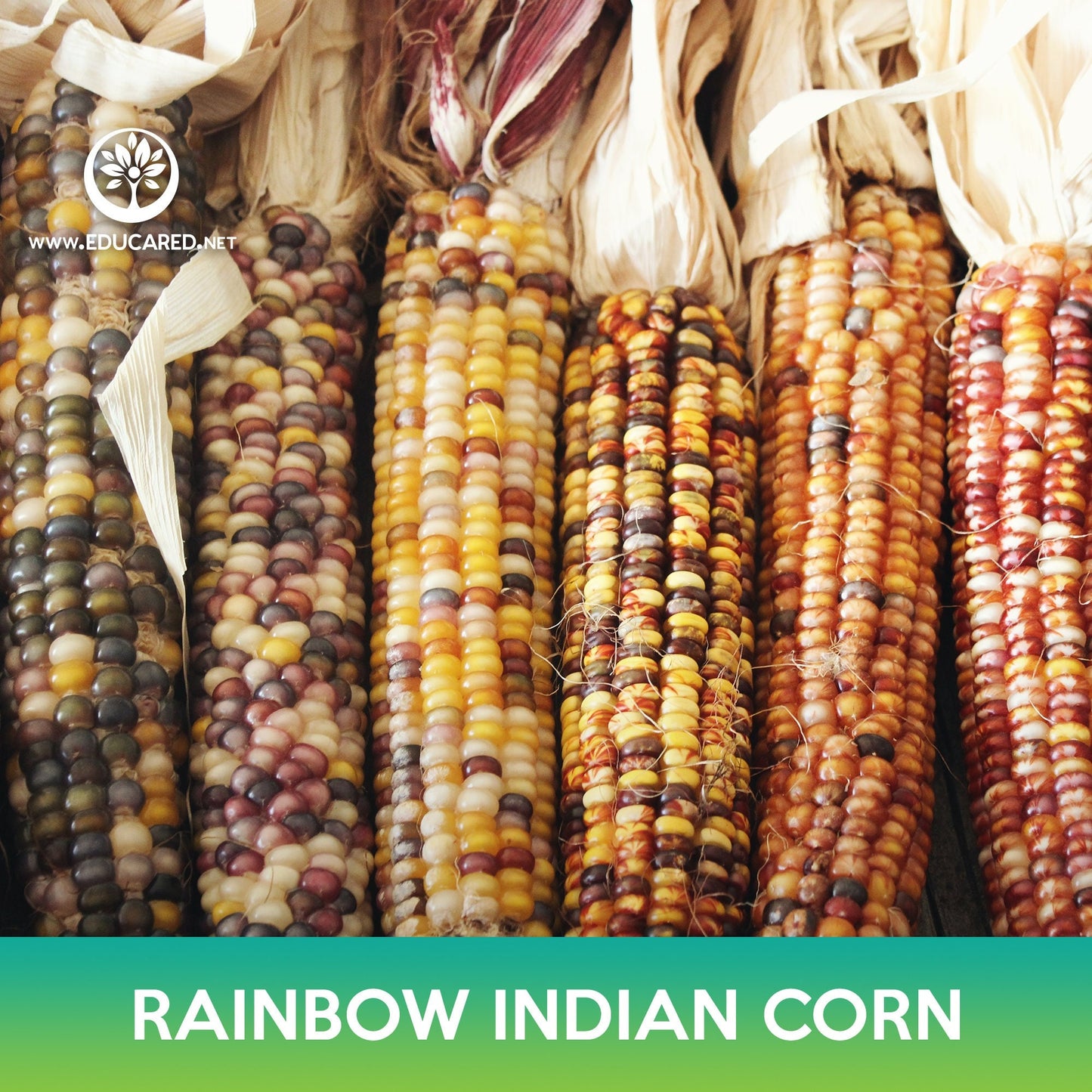 Rainbow Indian Corn Seeds, Flint Corn