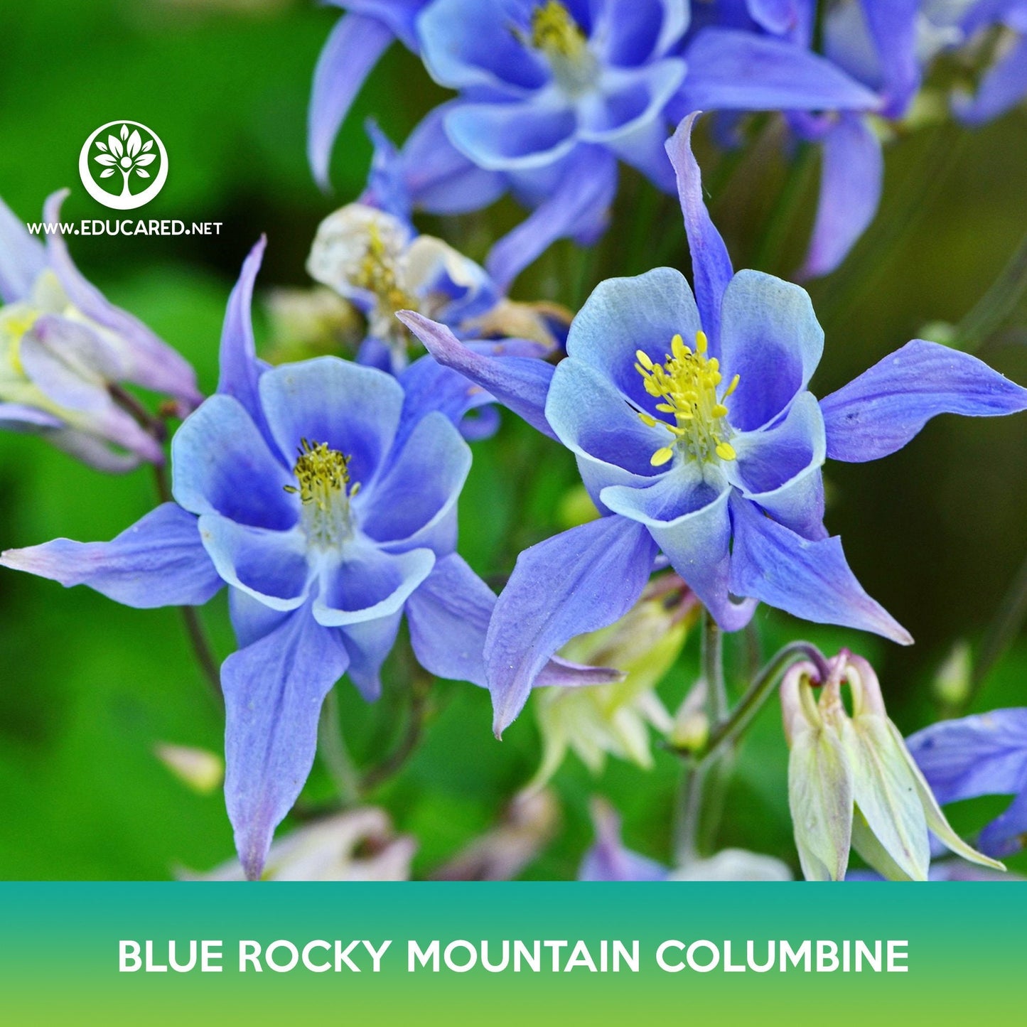 Blue Rocky Mountain Columbine Flower Seeds