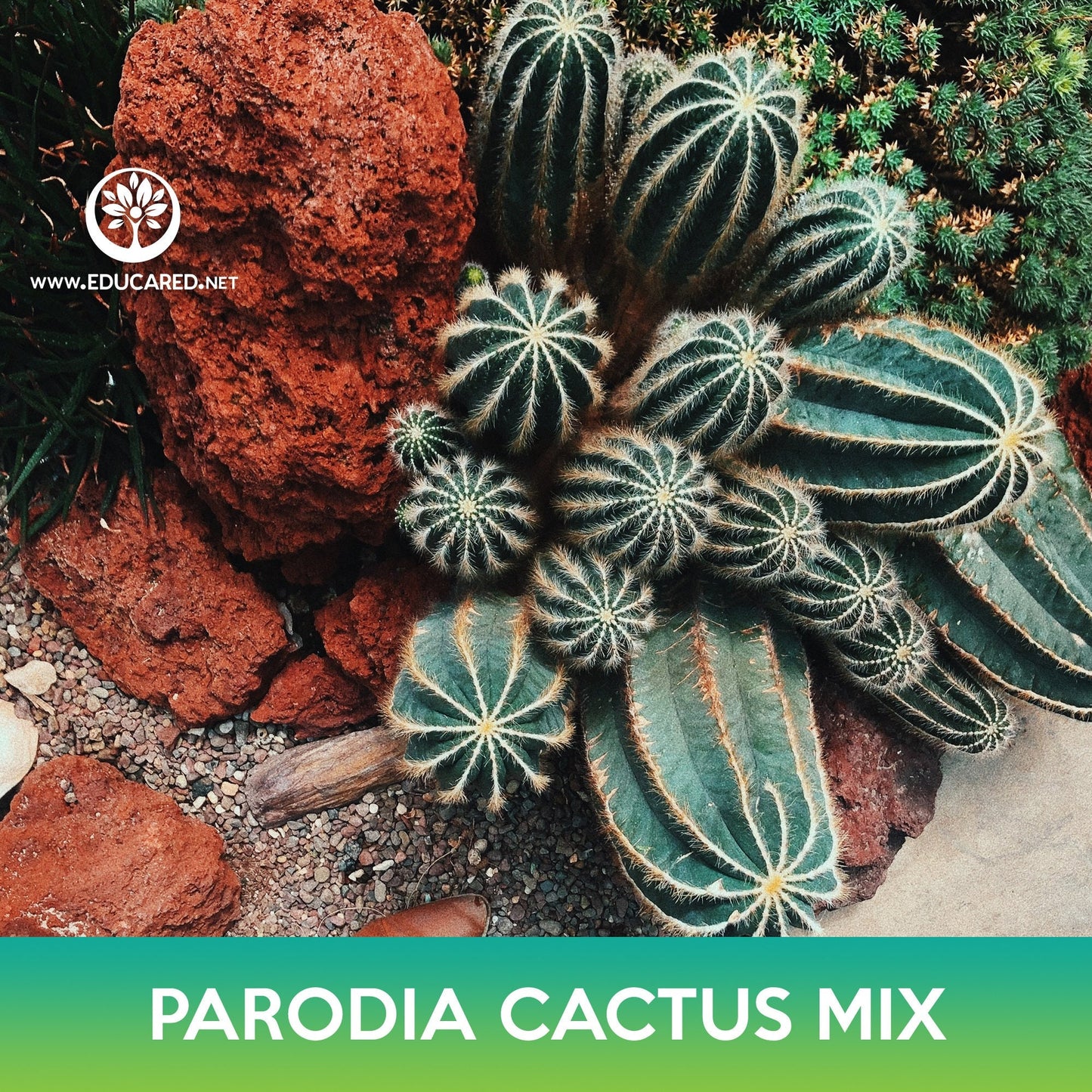 Parodia Cactus Mix Seeds