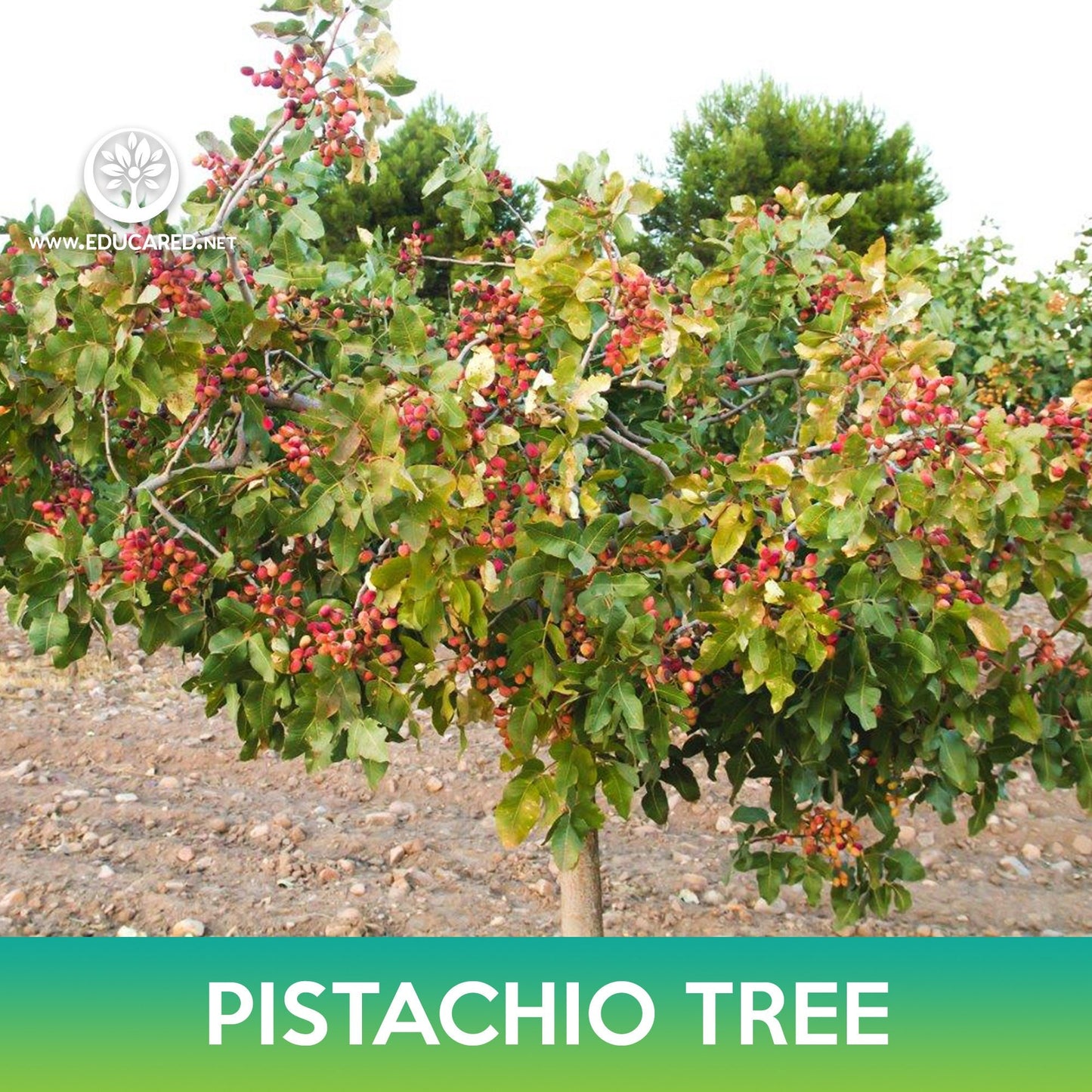 Pistachio Tree Seeds, Pistacia Vera