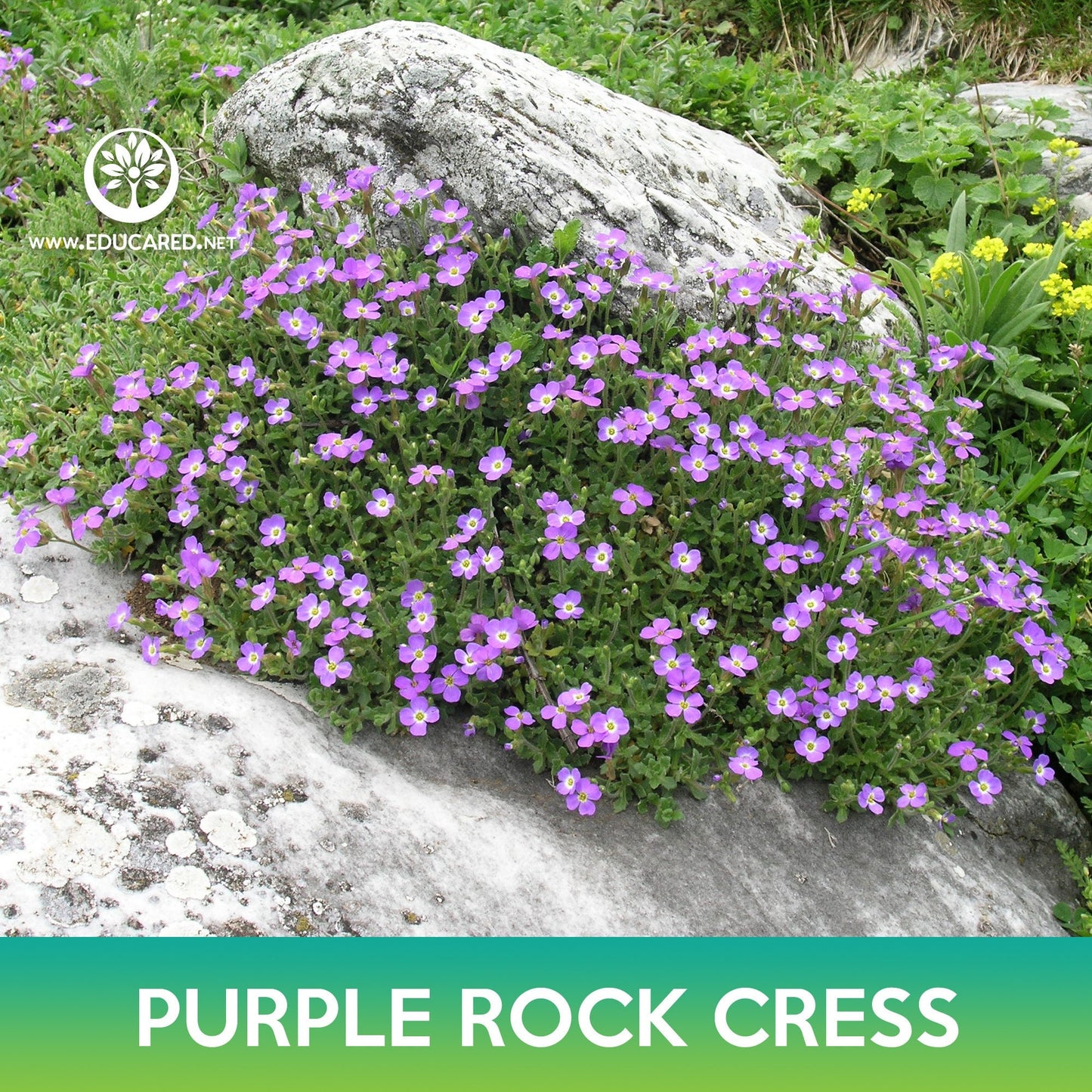 Purple Rock Cress Seeds, Aubrieta deltoidea
