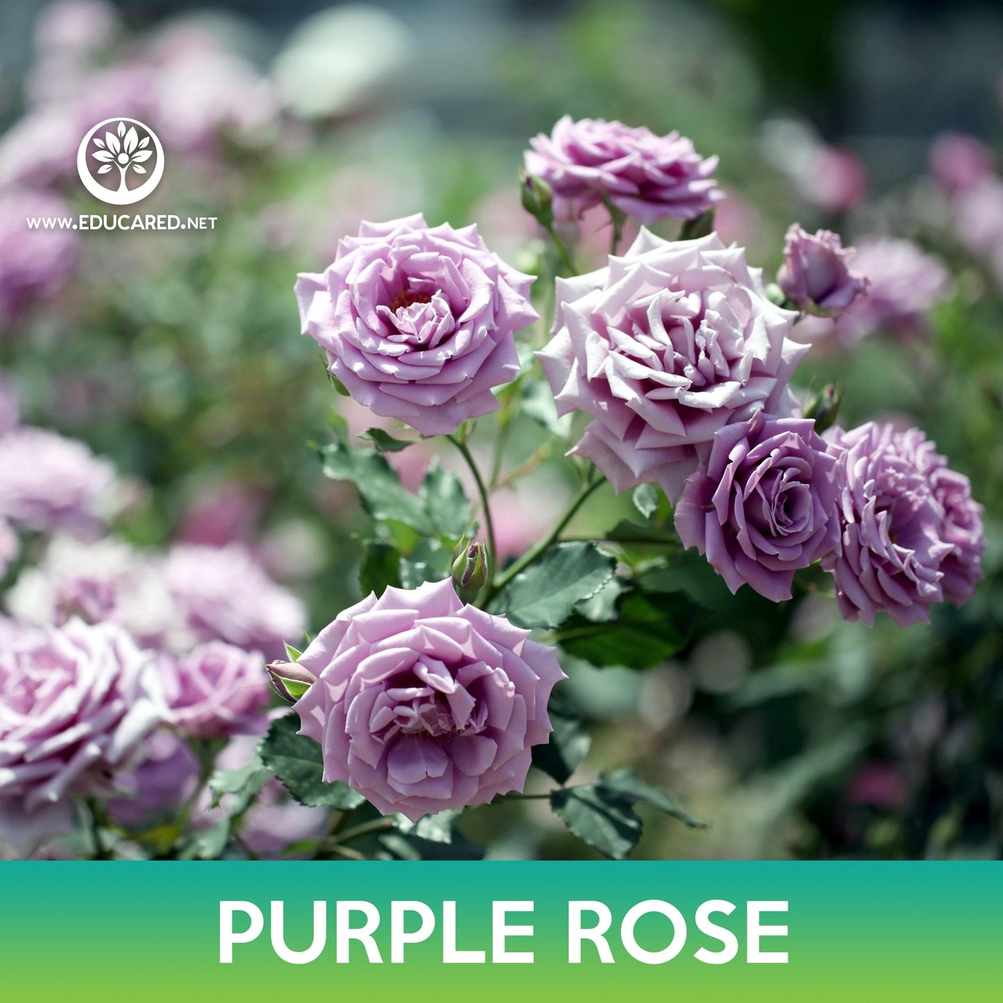 Purple Climbing Rose Seeds