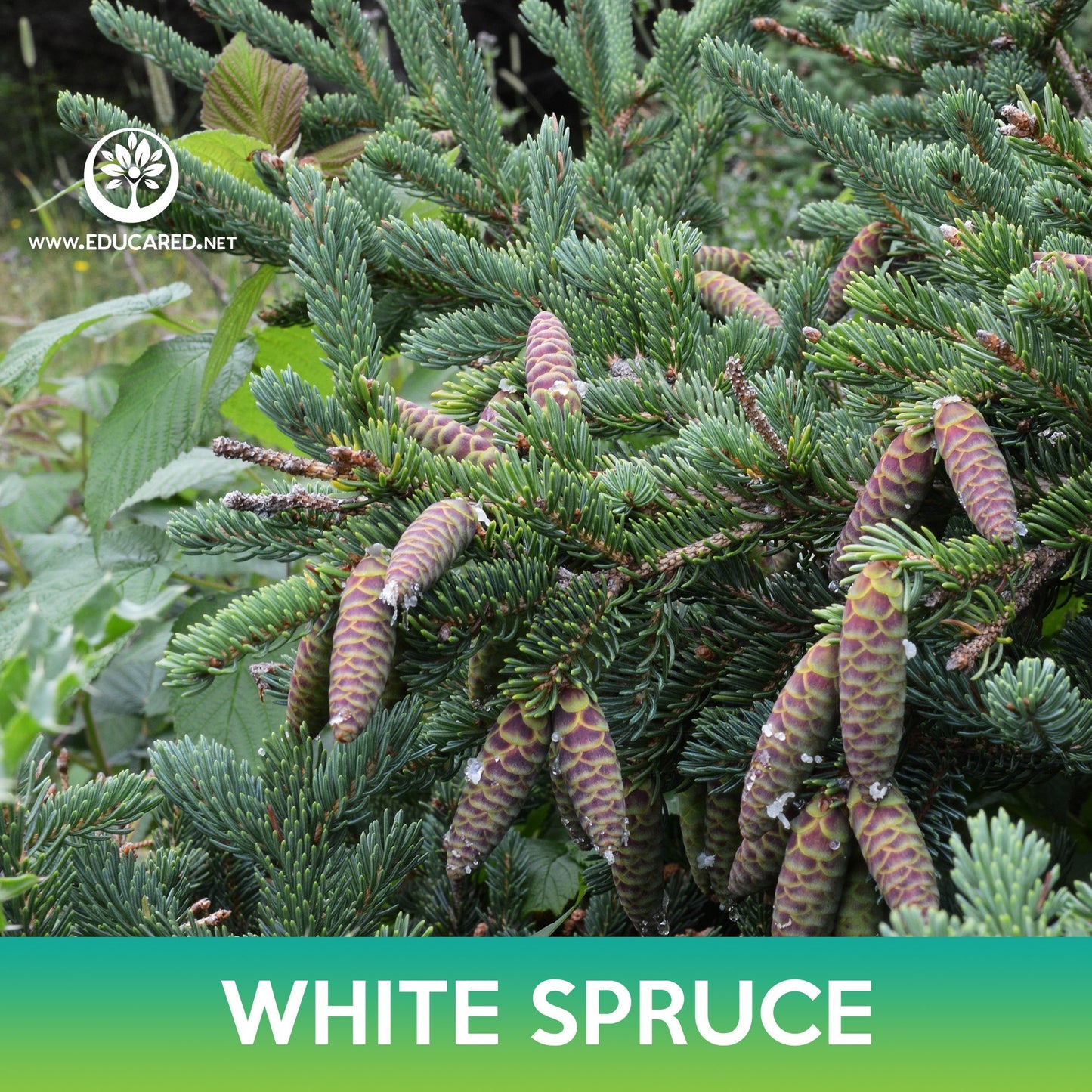 White Spruce Tree Seeds, Black Hills Spruce