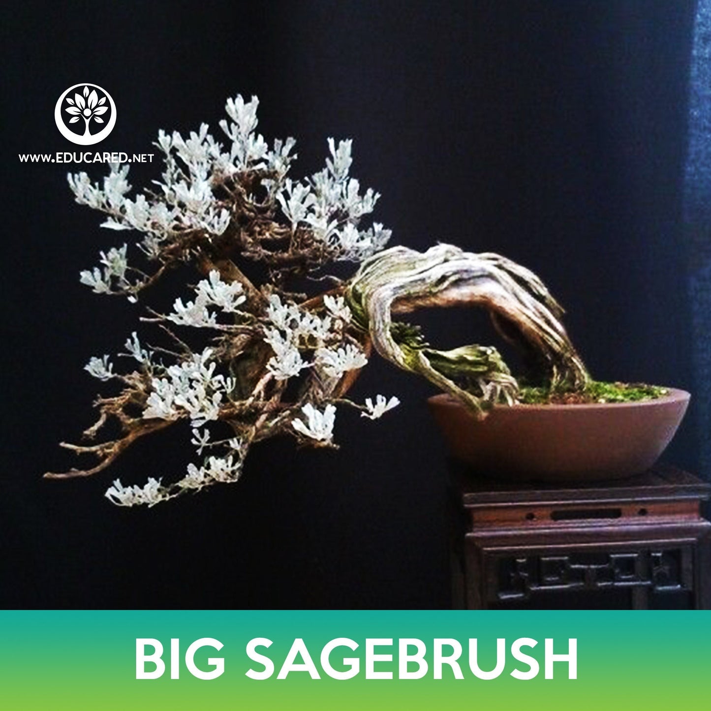 Big Sagebrush Tree Seeds