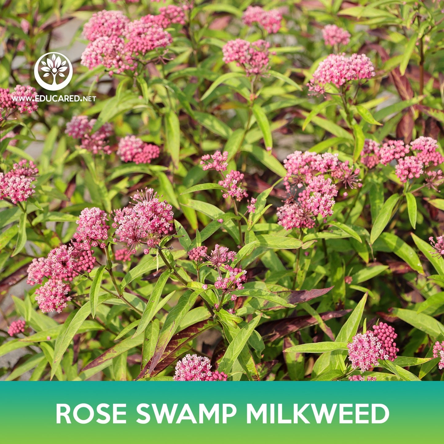 Rose Swamp Milkweed Seeds