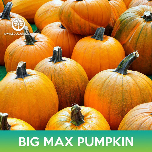 Big Max Pumpkin Seeds