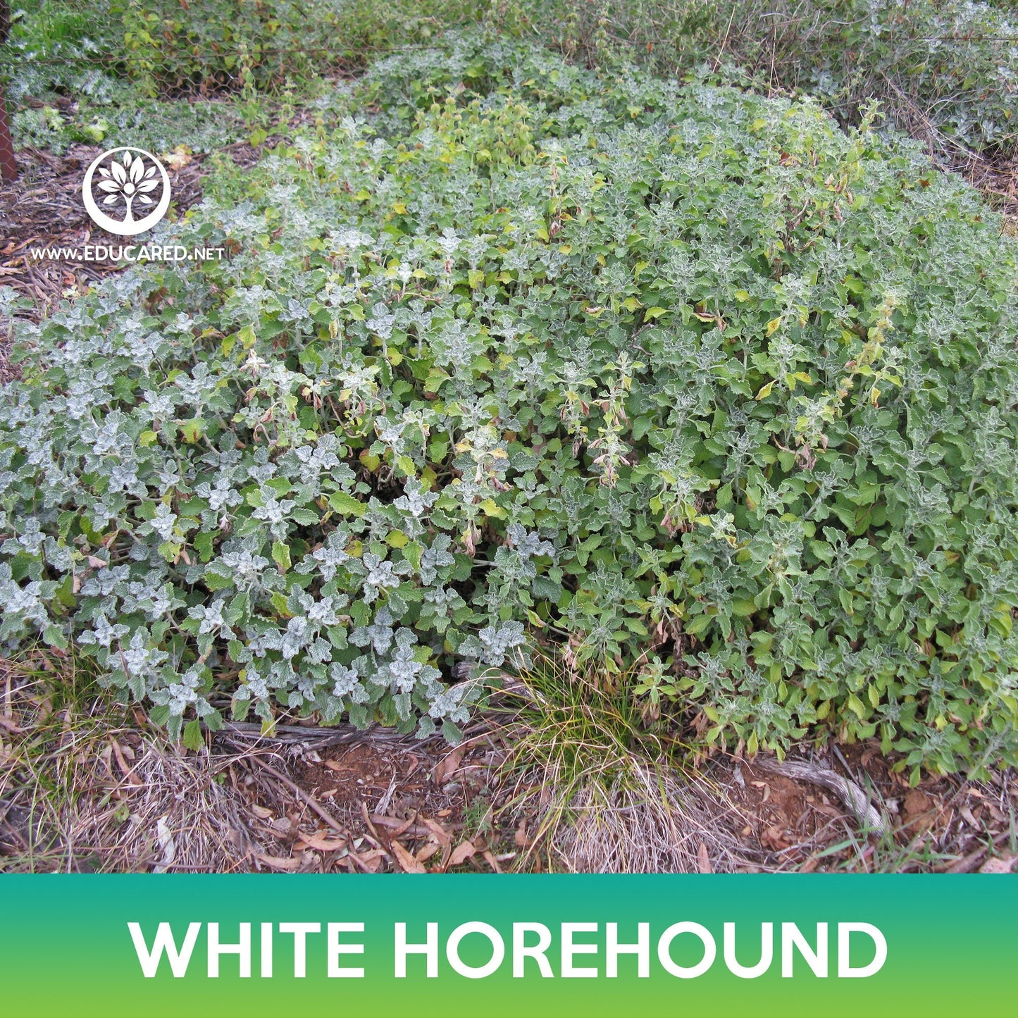 White Horehound Seeds, Marrubium vulgare