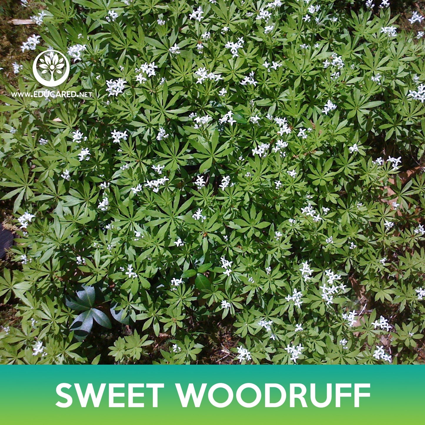 Sweet Woodruff Seeds, Galium odoratum