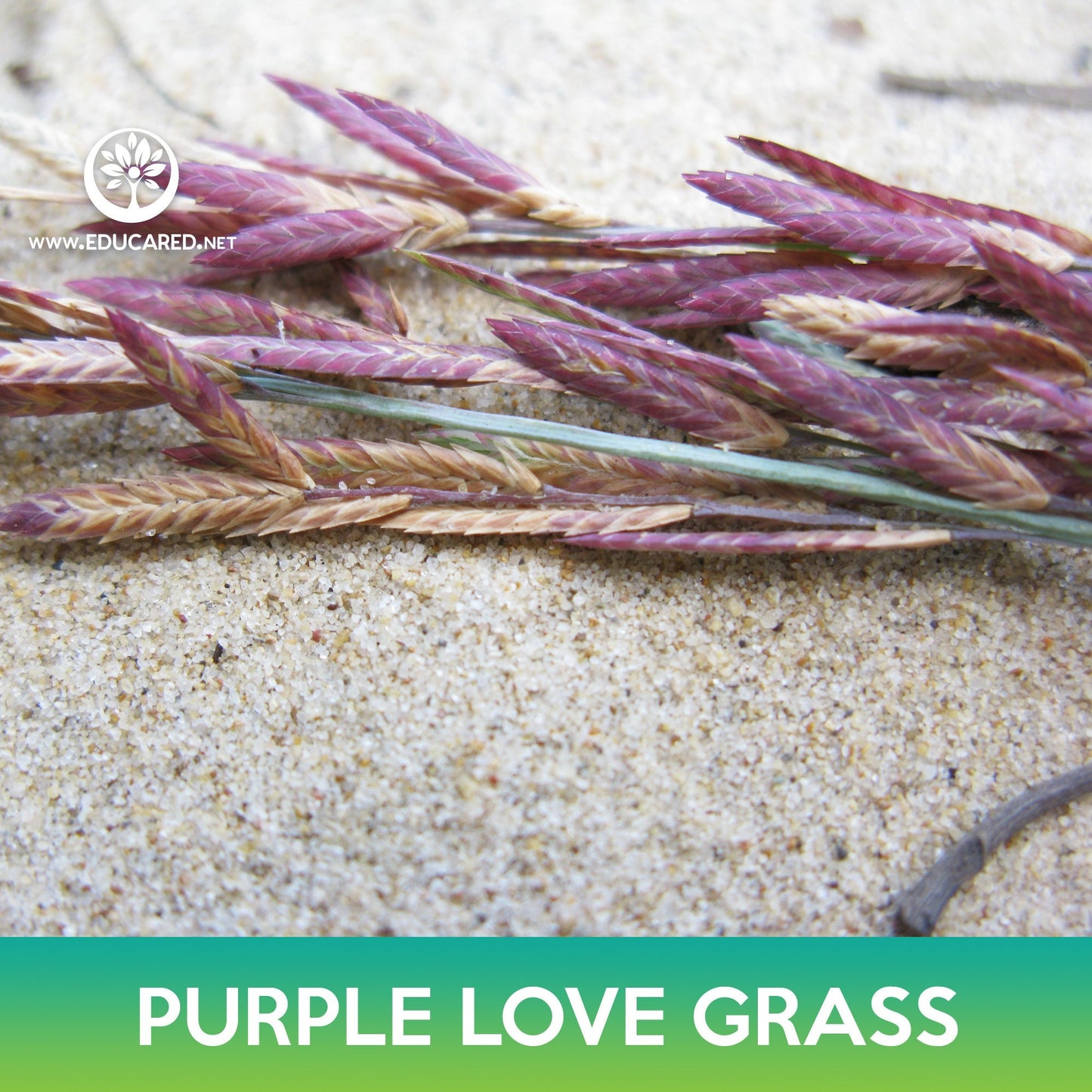 Love Purple Grass Seeds