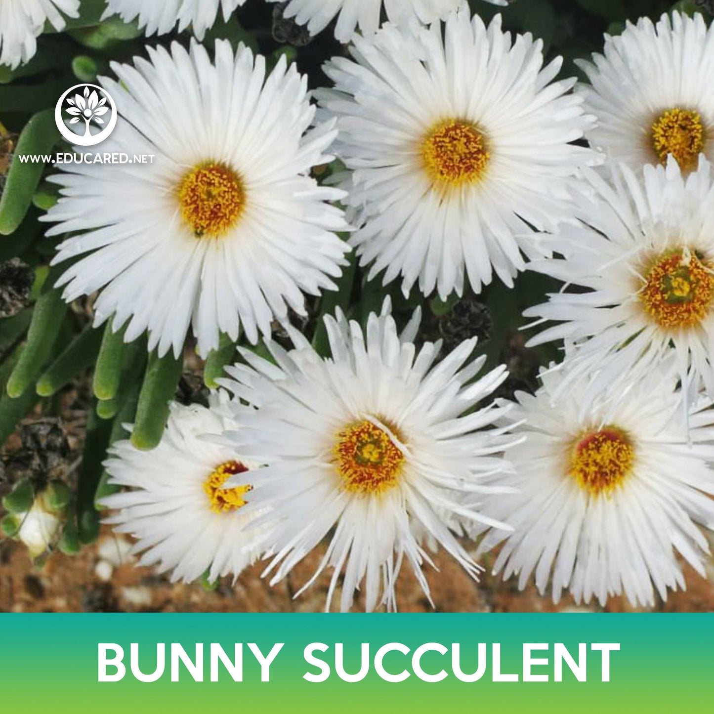 Bunny Succulent Seeds