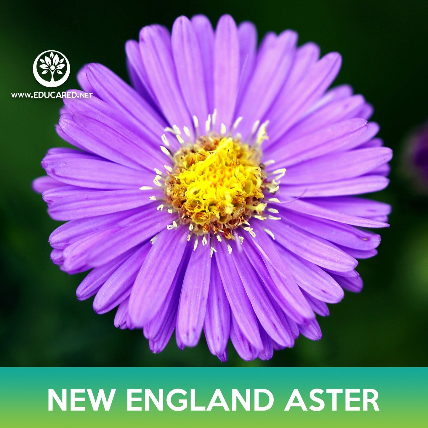 New England Aster Flower Seeds, Michaelmas Daisy