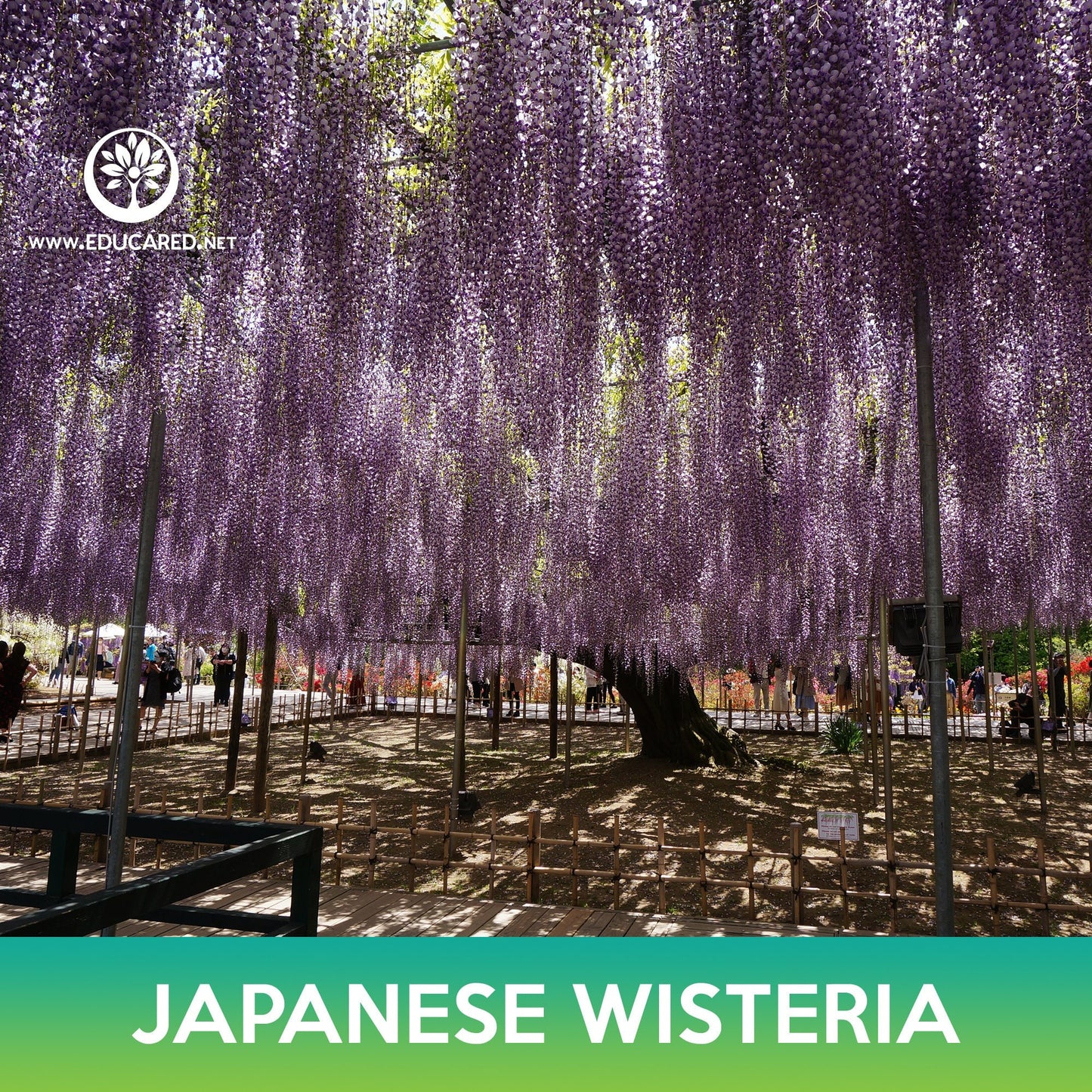 Japanese Wisteria Seeds, Wisteria floribunda