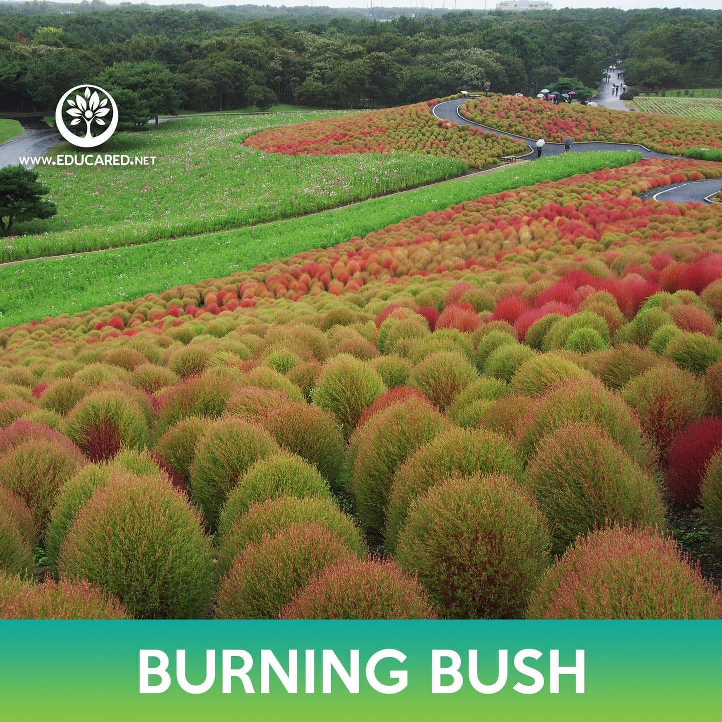 Burning Bush Grass Seeds, Ragweed