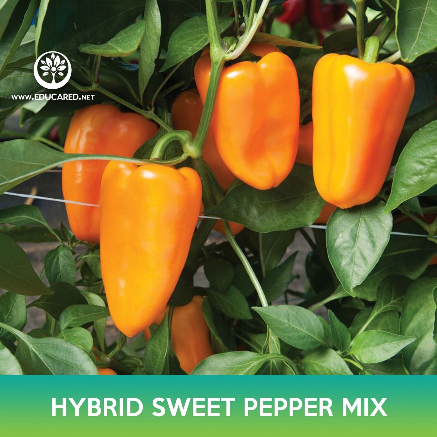 Hybrid Sweet Pepper Mix Seeds
