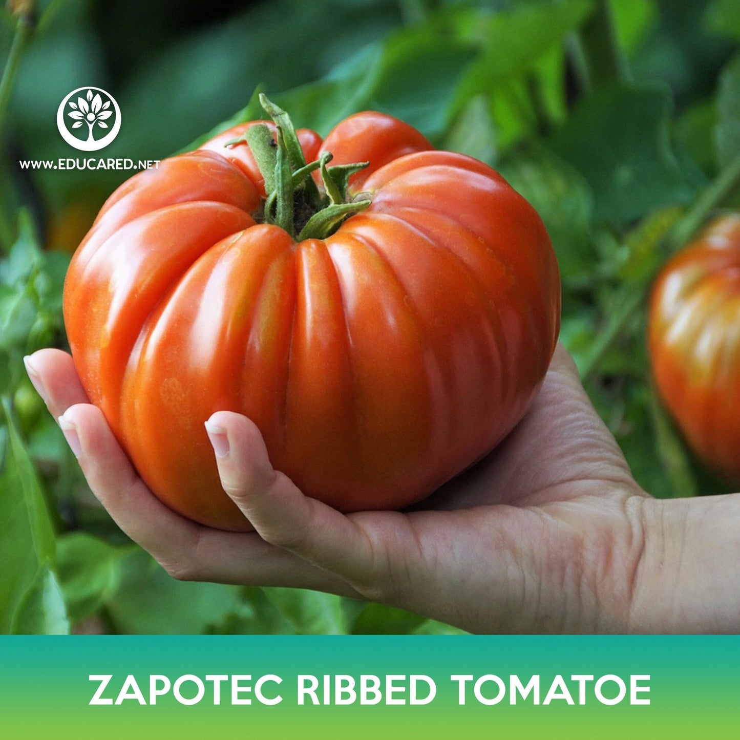 Zapotec Oaxacan Ribbed Tomato Seeds