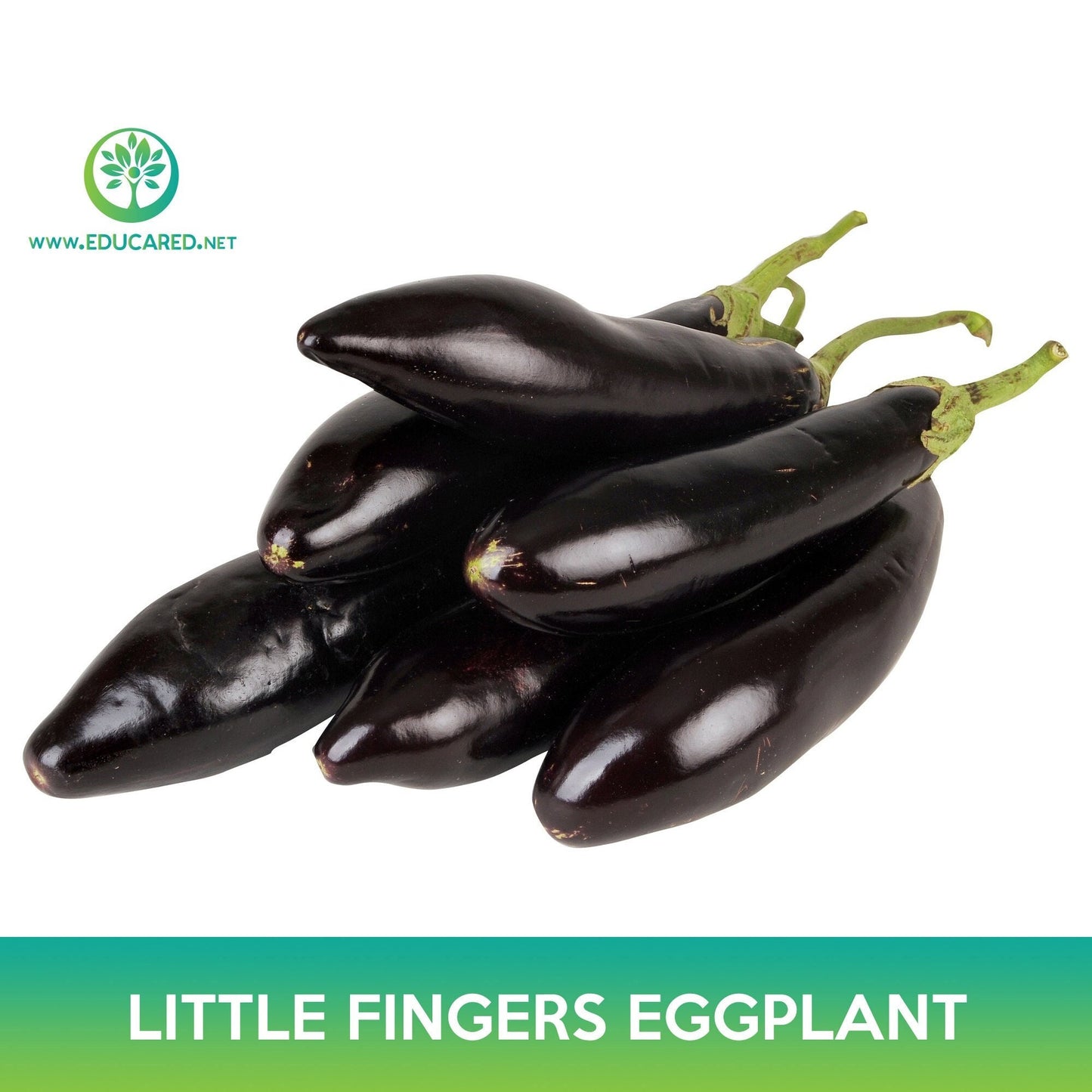 Little Fingers Eggplant Seeds